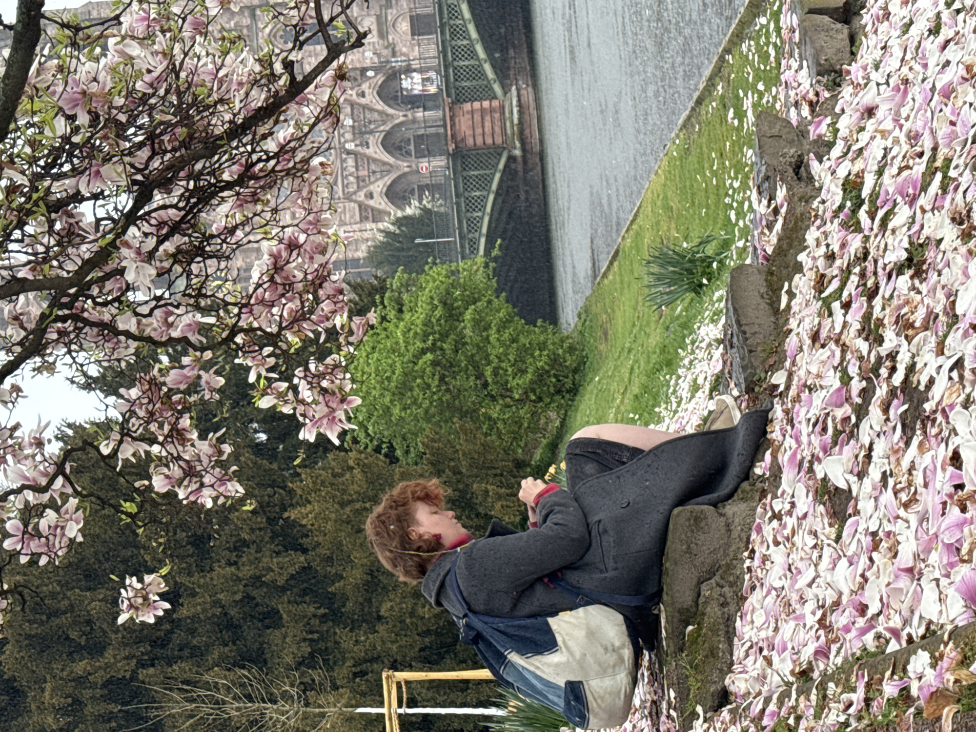 This image captures a solitary individual seated on a stone ledge on a grassy embankment in Strasbourg, France, specifically along the banks of the Ill River, facing Eglise Saint-Paul and adjacent to the Pont Saint-Nicolas bridge.
The subject, appearing female with curly reddish-brown hair and wearing a dark grey overcoat, is positioned in profile, looking downwards at a small, light-colored object held between her hands. A blue and off-white backpack rests on her back. Small, dried floral or plant elements are visible intertwined in her hair.
The immediate foreground and the sloped ground around the subject are densely covered with a layer of fallen white and pink magnolia petals. Overhead, a magnolia tree with numerous pink and white blossoms extends its branches across the upper portion of the frame, contributing to the petals below.
In the midground, behind the seated figure, is a verdant green grassy slope and dense dark green foliage. In the background, the calm, grey surface of the Ill River flows horizontally. It is spanned by the ornate Pont Saint-Nicolas, an arched bridge constructed of stone and green metal lattice work. Beyond the bridge, the dark, gothic architecture of Eglise Saint-Paul is prominent, featuring multiple arched windows and intricate details. The sky appears overcast or hazy. To the far left, a bare tree and a partially visible golden-colored wooden frame structure stand within the foliage.