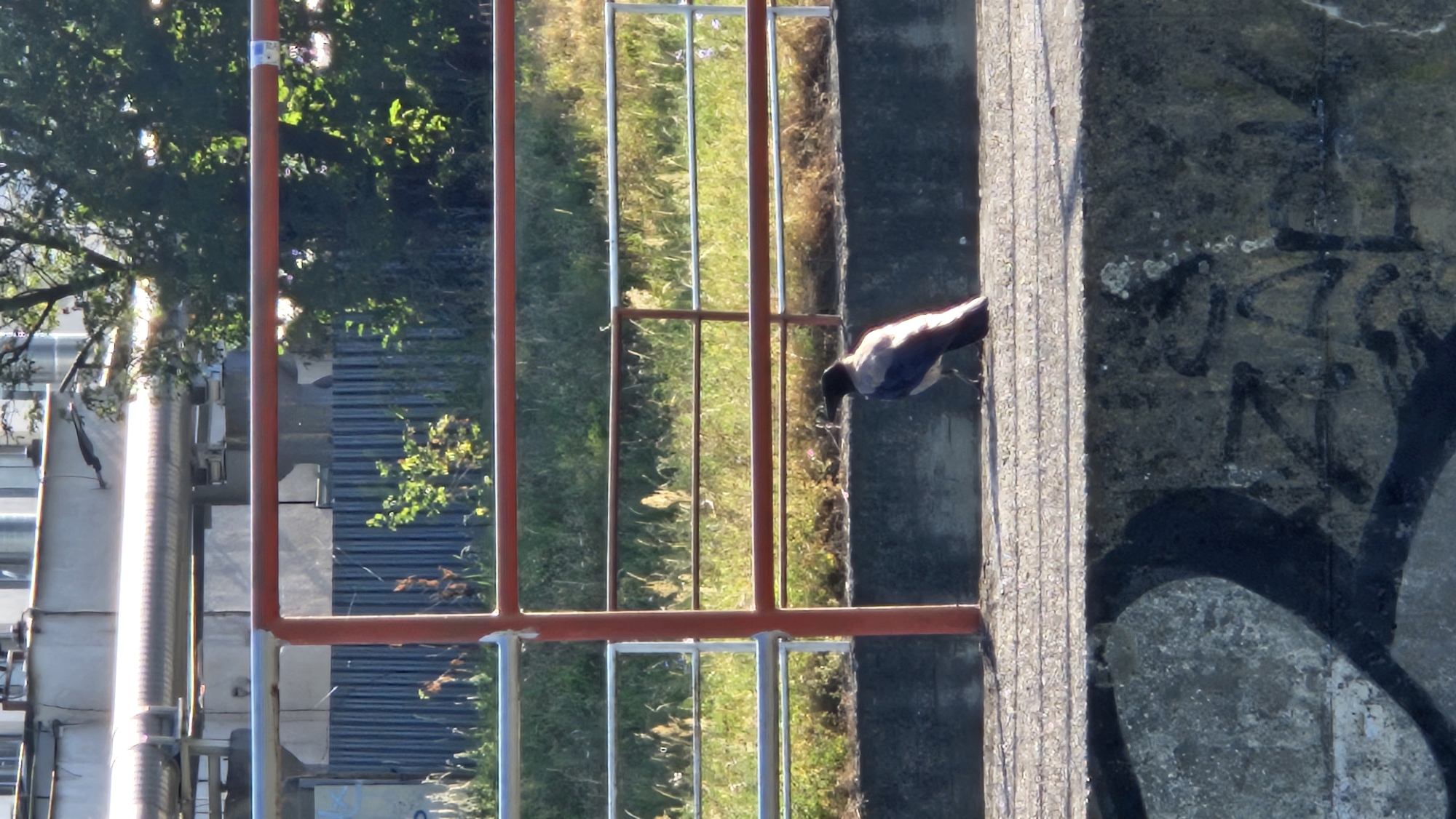 A hooded crow is perched on a concrete ledge in Prešov, Slovakia, near a red and white metal railing. Behind the railing, a grassy area with some sparse vegetation is visible, leading to a corrugated metal fence. Further in the background, a building with industrial piping and trees can be seen under a clear sky. The concrete ledge in the foreground is marked with graffiti. The scene appears to be an outdoor urban environment.