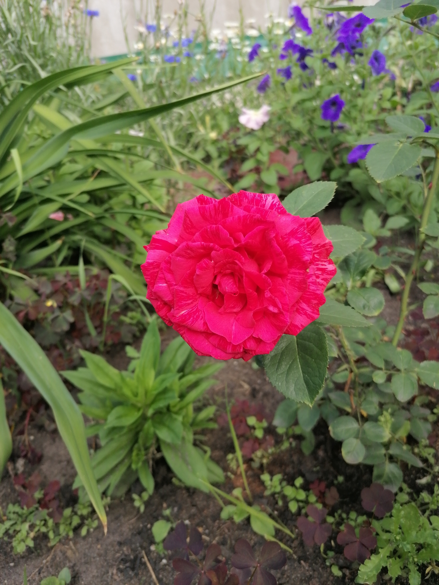 A close-up, eye-level shot focuses on a vibrant pink rose with red streaks, its densely packed petals forming a full bloom. The rose is positioned slightly to the left of the frame, with its leaves and stem visible to the right, showing a spiky stem characteristic of roses. The background is a garden scene, blurred to emphasize the rose. Green foliage fills the left side of the image, and in the background, clusters of purple flowers, possibly petunias, and some blue wildflowers, possibly cornflowers, are visible, along with a few white flowers. The ground beneath the plants is dark soil, with small green and dark red clover-like plants growing in patches. The lighting suggests it is daytime, and the atmosphere is calm and natural, indicative of a garden in bloom. No people, text, or specific events are depicted. The location context is Мыльниково, Russia.
