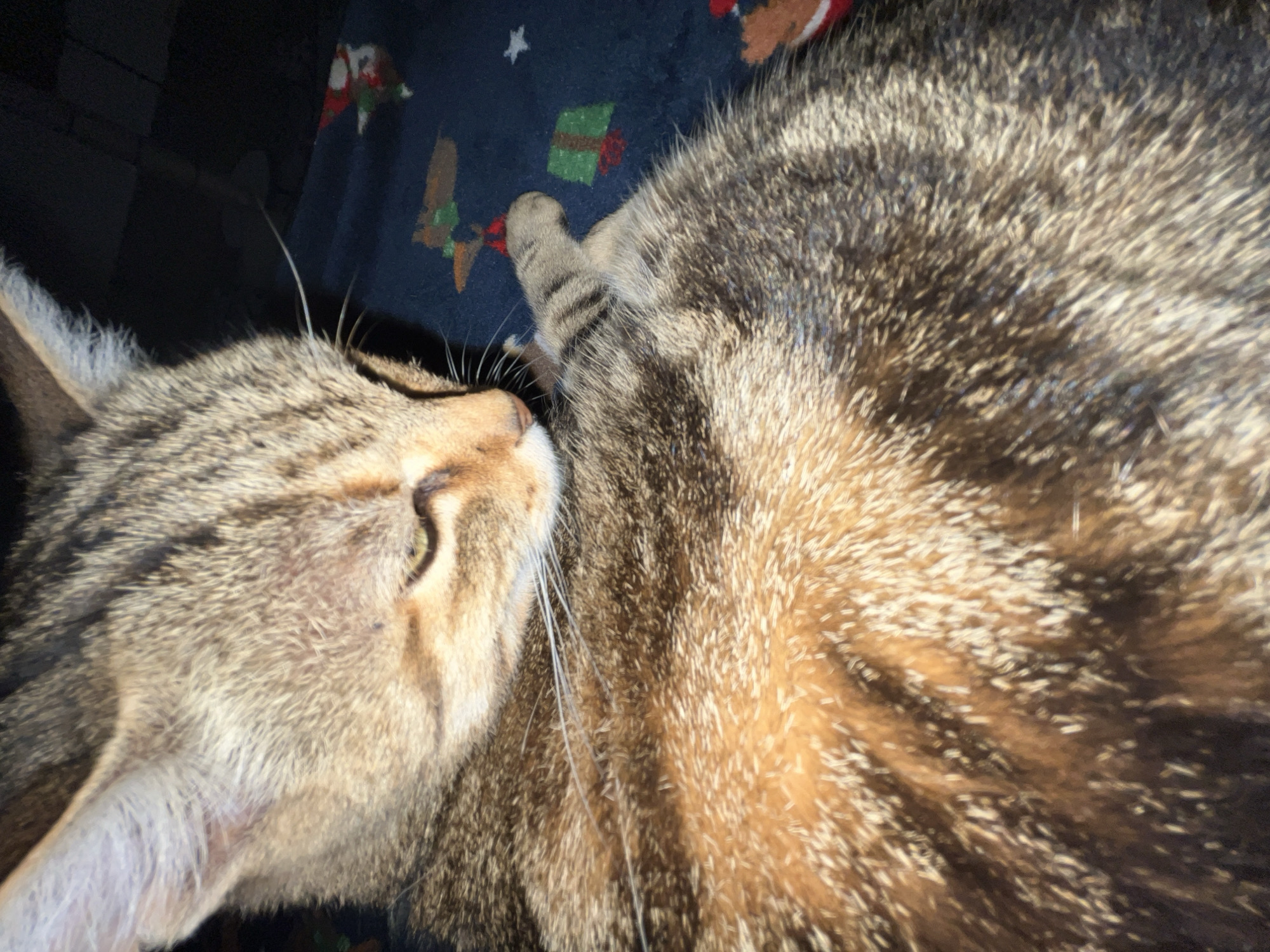 A close-up, slightly overhead shot focuses on a tabby cat resting. The cat's fur exhibits a mix of brown, black, and tan stripes. Its head is turned to the left, with one ear visible and alert. The cat's eyes are partially closed, suggesting relaxation. Its whiskers are prominent, extending outward. The cat's body is mostly in focus, showing its striped pattern and soft texture. Behind the cat, a dark blue blanket with a pattern of small, festive designs, possibly Christmas-themed, is visible. The background is dark and out of focus, creating a bokeh effect. The cat is lying on what appears to be a bed or a sofa. There are no people or any other animals in the frame. The lighting is dim, suggesting it was taken indoors in the evening or at night. The image does not contain any information or visual cues that would allow for the identification of its specific location within the city of Ruse, Bulgaria.