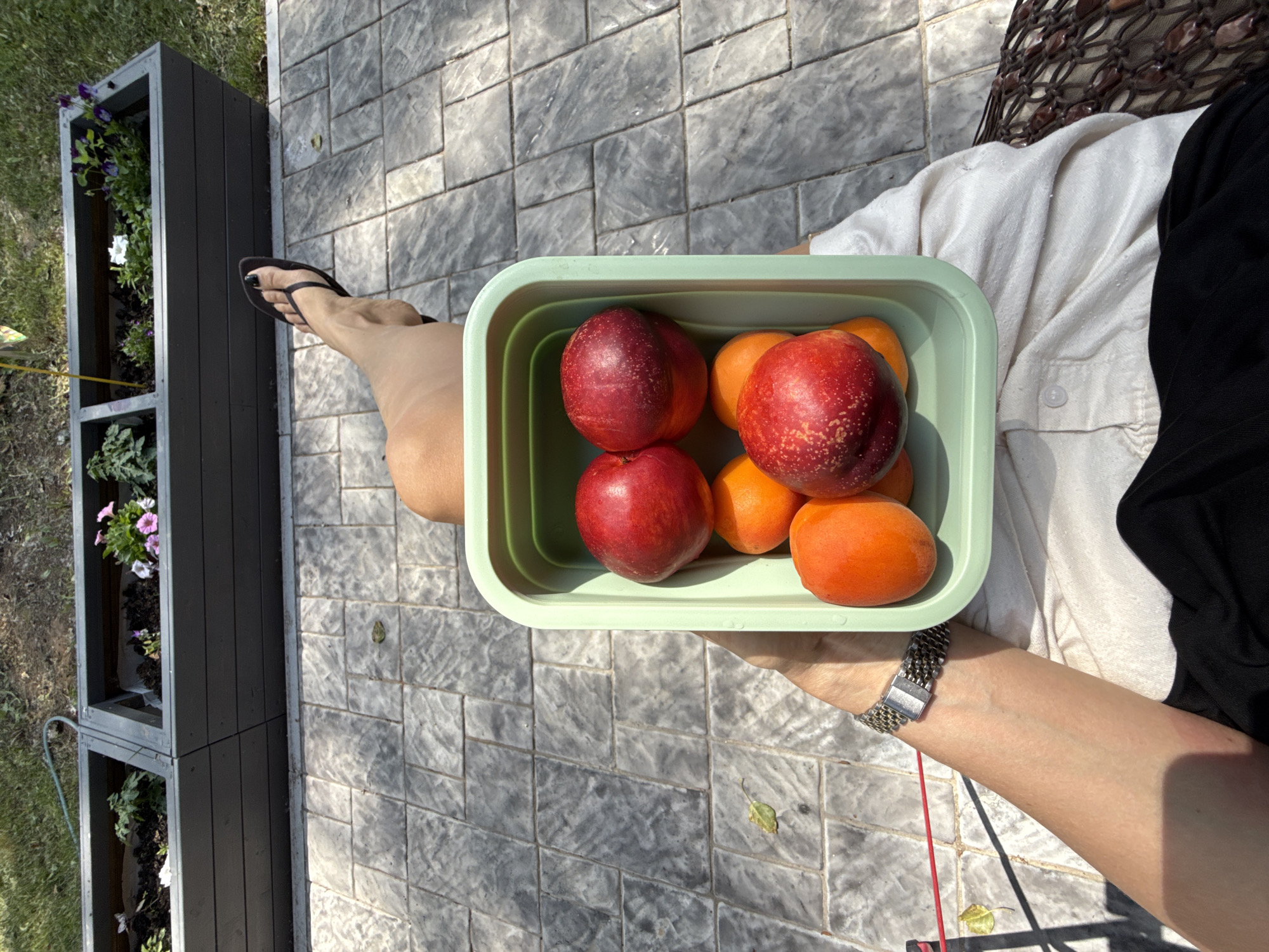 The image depicts a close-up, top-down view of a person sitting outdoors on a paved patio. The person is holding a light green rectangular container filled with several pieces of fruit. The container holds four red fruits that appear to be nectarines or peaches, and three orange fruits that appear to be apricots or peaches. The person is wearing a watch on their left wrist, a white button-down shirt, and black shorts or skirt. Their right leg, wearing a black flip-flop, is visible extending into the frame from the top right. In the background, there are two dark gray rectangular planter boxes with plants and flowers, and beyond that, green grass and what appears to be a wooden fence or structure. The ground is paved with interlocking gray rectangular stones, some of which are in shadow. There is a red cord running horizontally across the lower left portion of the frame. The overall scene suggests a sunny day in a backyard or garden setting.