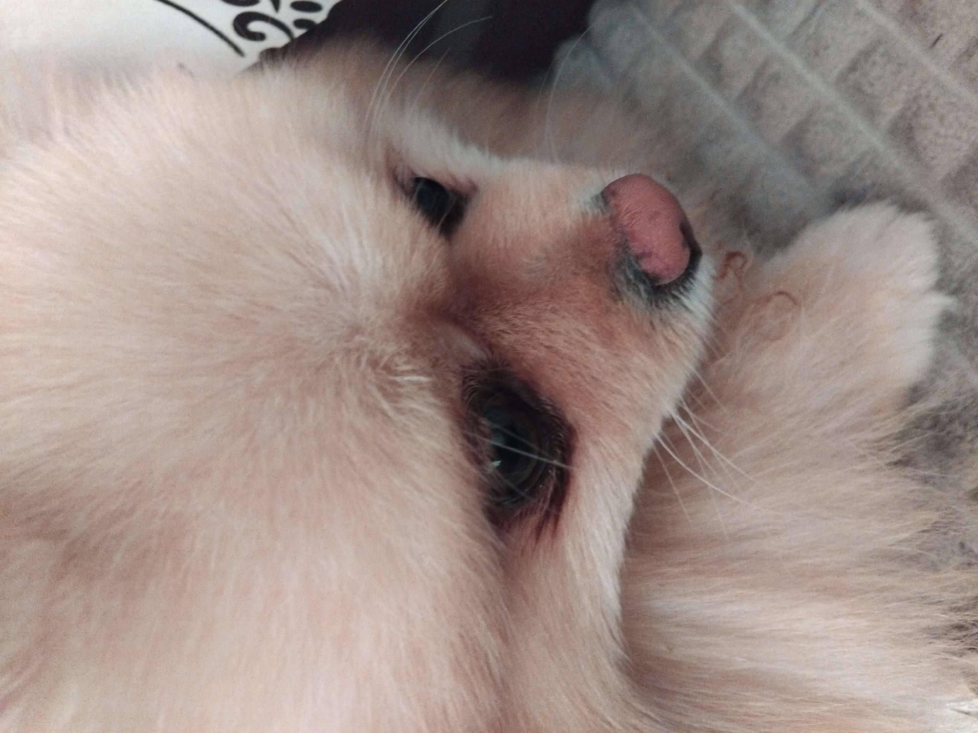 A close-up, eye-level shot shows the face of a light-colored Pomeranian dog in Apriltsi, Bulgaria. The dog's fur is fluffy and appears to be a cream or light tan color. Its head is tilted downwards, and its eyes are partially closed, giving it a sleepy or sad expression. The dog's nose is a prominent pink color, and its mouth is slightly open. The background is blurred, with a hint of a patterned fabric and a tiled surface. The lighting is soft and diffused, creating a gentle atmosphere.