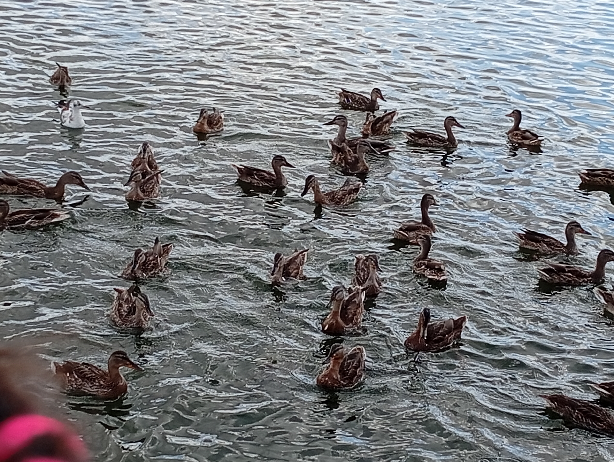 A flock of mallard ducks are swimming in a body of water. The water is choppy and reflects the overcast sky. Several ducks are visible, some swimming alone and others in small groups. One duck in the foreground is facing to the left, with its head slightly lowered. In the background, more ducks are visible, their backs mostly submerged in the water. The scene appears to be a natural environment.