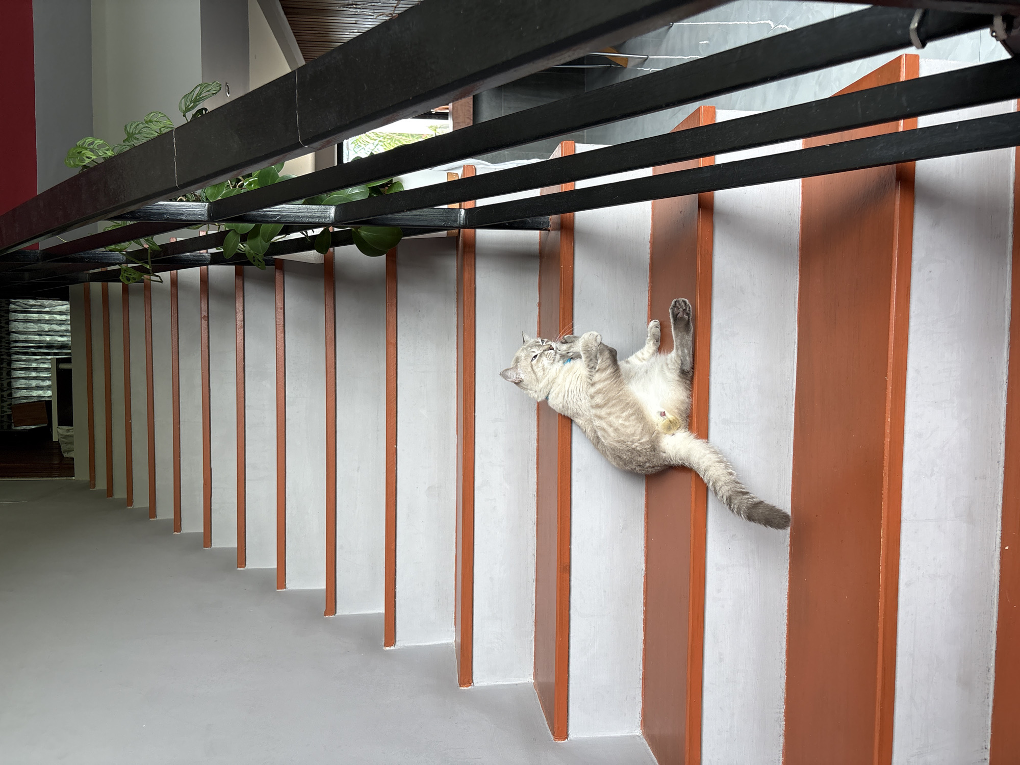 A grey tabby cat is suspended in mid-air, upside down, against a backdrop of white and orange striped vertical panels. The cat is light grey with darker tabby markings and has its legs outstretched. One paw is visible in the lower left of the frame, while the other three are mostly out of view or obscured by its body. The cat appears to be wearing a light blue collar.
The setting is an indoor space with a modern aesthetic. A black metal railing structure runs along the top of the image, supporting green potted plants. The floor is a smooth, light grey surface. The striped panels form a decorative barrier or wall, suggesting a staircase or a partitioned area. The lighting appears to be bright and natural, hinting at daytime. The overall impression is one of playfulness and agility, with the cat captured in a dynamic and unusual pose. The location context is Choeng Thale, Thailand.