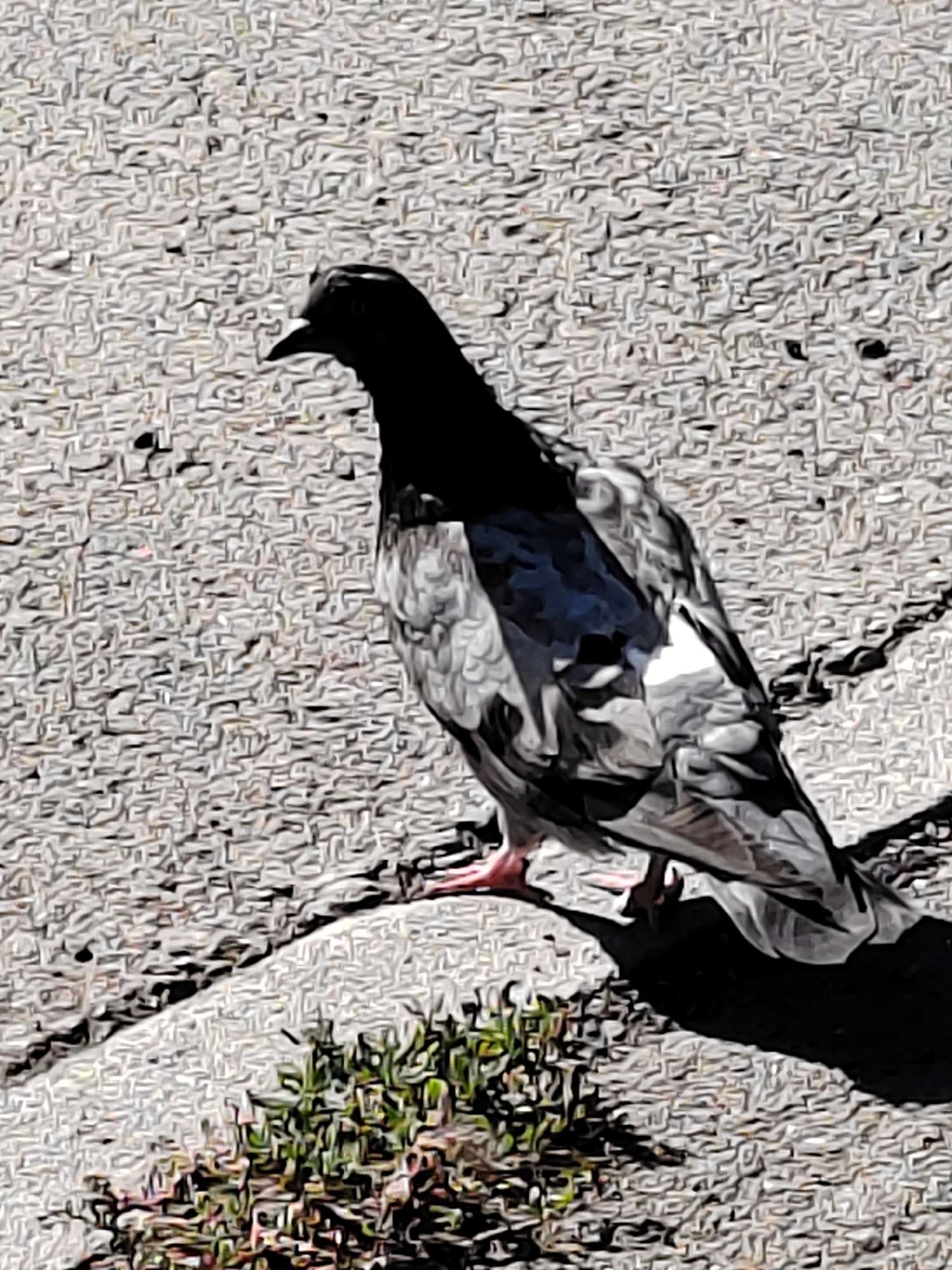 A pigeon stands on a paved surface next to a small patch of green vegetation. The pigeon is facing to the left of the frame, with its head slightly turned upwards. Its plumage is a mix of gray, black, and white. The paved surface appears to be concrete or asphalt, with a textured pattern. A dark shadow is cast by the pigeon onto the pavement. There is no indication of the specific location within Kemerovo, Russia, or any human presence in the image.