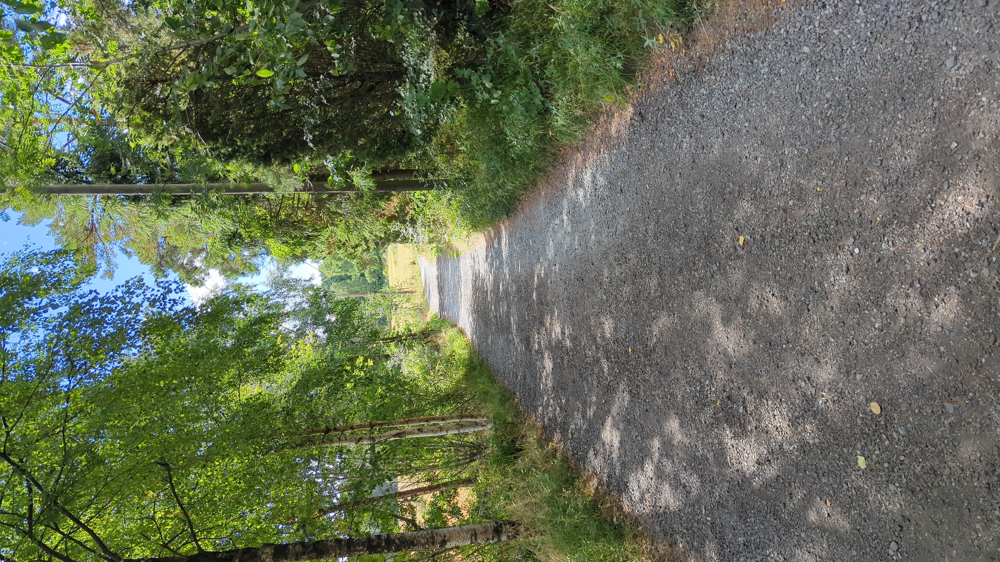 An eye-level, vertical shot captures a gravel pathway winding through a sun-dappled forest in Larkollen, Norway. The path, made of dark grey gravel and small stones, is bordered by lush green foliage and trees on both sides. The canopy of the trees creates dappled shade on the path, with sunlight filtering through the leaves. To the left, birch trees with white bark stand out against the darker greens. To the right, a denser collection of trees and shrubs forms a thick barrier. In the background, the path leads towards a sunlit field with more trees visible in the distance under a bright blue sky with scattered white clouds. A utility pole stands along the right side of the pathway. The scene is one of natural beauty and tranquility.