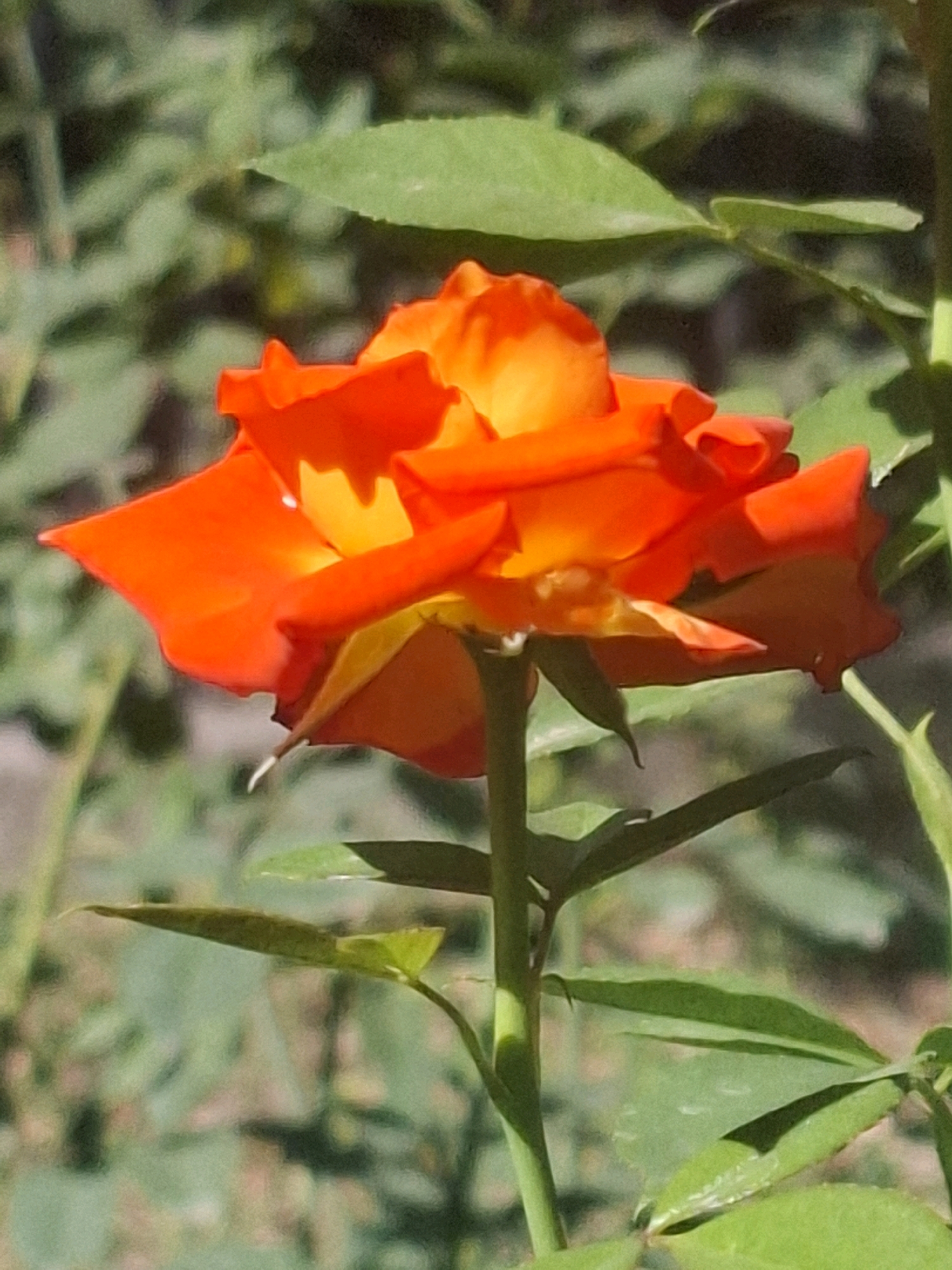 A close-up, vertical shot captures an orange and yellow rose in full bloom, set against a blurred green background of foliage. The rose's petals, vibrant with an ombré effect from deep orange to bright yellow, are delicately unfurled. A single green stem supports the flower, with a few leaves visible on either side. The lighting suggests an outdoor setting, with the sun casting shadows and highlighting the rose's textures. The image does not contain any discernible elements that would allow for an identification of its specific location within the city of Almaty, Kazakhstan.