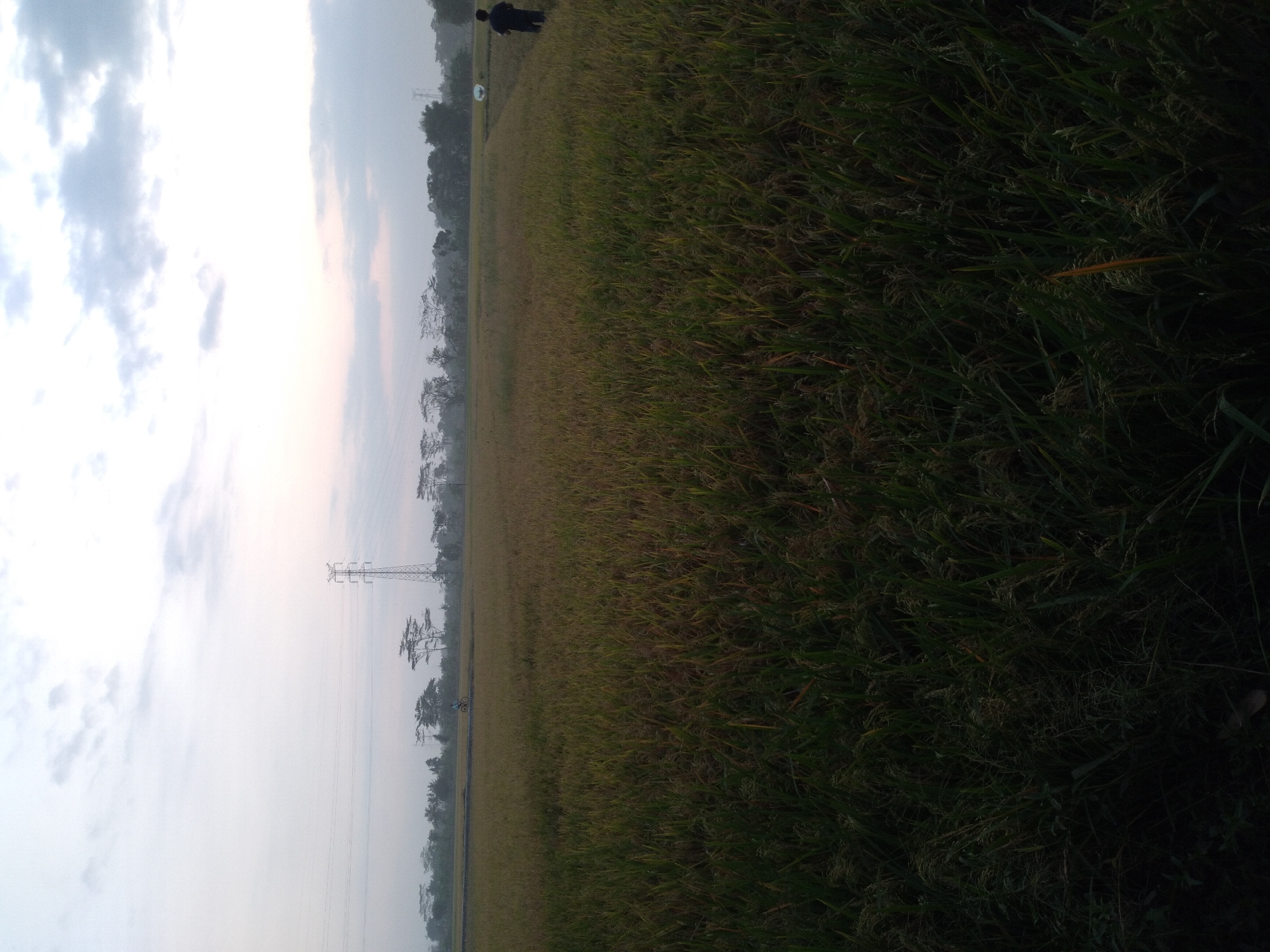 The image depicts a wide expanse of a rice field in Pandak, Indonesia, at dusk. The sky is overcast with diffused light, suggesting either early morning or late evening. In the middle distance, a person is riding a bicycle on a path through the field. Further in the background, a tall electrical pylon stands prominently against the sky, and a line of trees forms the horizon. On the right side of the image, another person is standing in the field, facing away from the camera. The foreground is dominated by the dark, dense stalks of the rice crop, which are beginning to ripen and turn golden in places, indicating the harvest season. The overall atmosphere is serene and rural, characteristic of Indonesian agricultural landscapes.