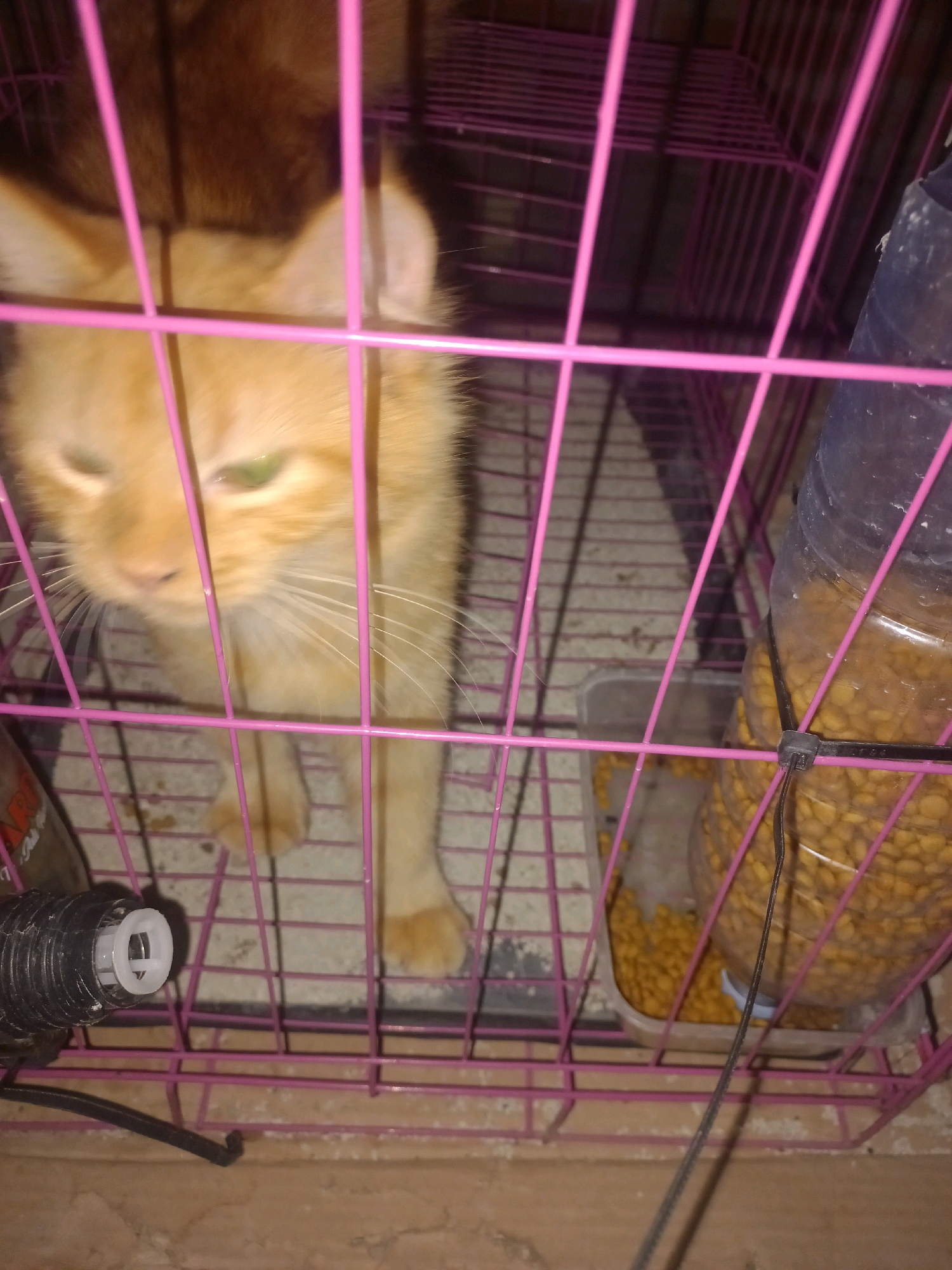 An orange tabby cat with green eyes is inside a pink metal cage. The cat is positioned in the center of the frame, looking towards the viewer with a slightly downward gaze. Its fur appears short, and its whiskers are prominent. The cage bars are pink and are a dominant feature throughout the image, obscuring parts of the cat and its surroundings.
To the right of the cat, a large clear plastic bottle filled with yellow cat food pellets is attached to the cage with a black zip tie. Below the food dispenser, a clear plastic container also holds cat food. To the left of the cage, partially visible, is a black cylindrical object with a white circular opening, possibly a water dispenser or feeder attachment.
The background of the cage reveals a patterned floor, possibly made of plastic or metal, with a grid-like structure. The overall lighting is dim, with some light reflecting off the cage bars and the cat's fur.
The scene appears to be indoors, potentially in a home or shelter environment. The presence of the cage and the food dispenser suggests the cat is being housed or contained. The details of the environment, such as the cage material and the floor pattern, are typical of pet enclosures. There is no indication of the cat being in an outdoor setting or any specific city landmark that would pinpoint its location within Gambiranom, Indonesia.