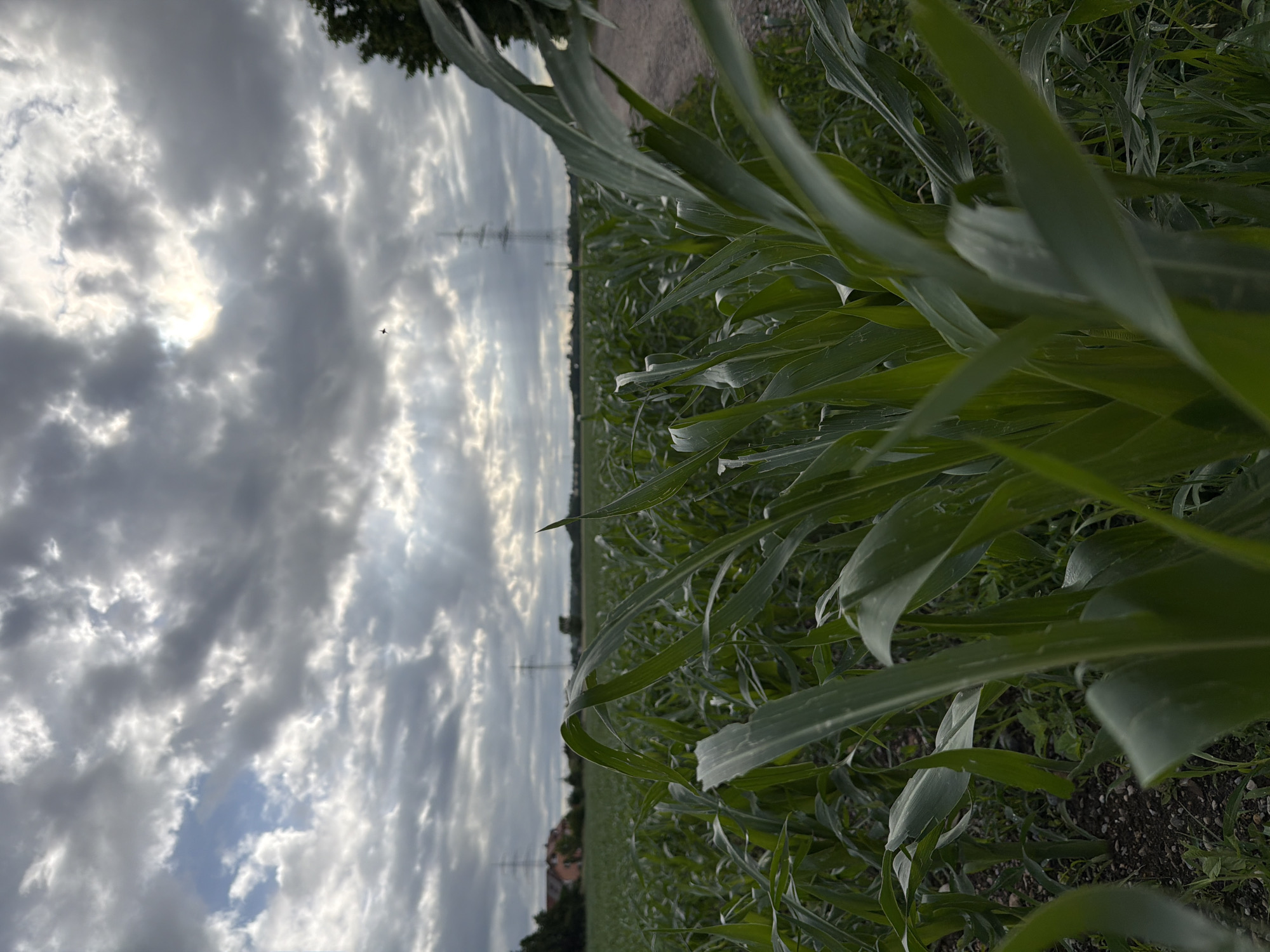 The image depicts a field of young corn stalks under a cloudy sky with shafts of sunlight breaking through. In the background, power lines and a building are visible, suggesting an agricultural or semi-rural setting. The perspective is low, focusing on the foreground corn leaves. The overall atmosphere is overcast with dramatic lighting.