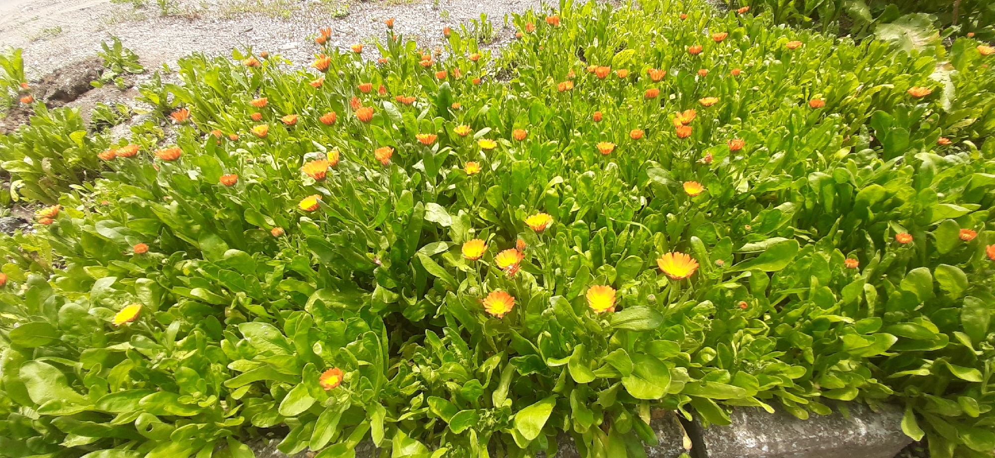 A dense bed of bright green foliage is dotted with numerous small, daisy-like flowers in shades of orange and yellow. The flowers have yellow centers and orange-red petals, with some appearing more yellow than others. The plants are growing in a slightly uneven patch of ground, with some gravelly soil visible in the upper left corner, suggesting an outdoor setting, possibly a garden or a roadside. A rough-textured, gray concrete or stone border is visible along the bottom right edge of the frame. The lighting suggests it is daytime, likely a sunny day, as indicated by the bright highlights on the leaves and flowers. No people or animals are visible in the image. The overall impression is one of natural, vibrant growth.