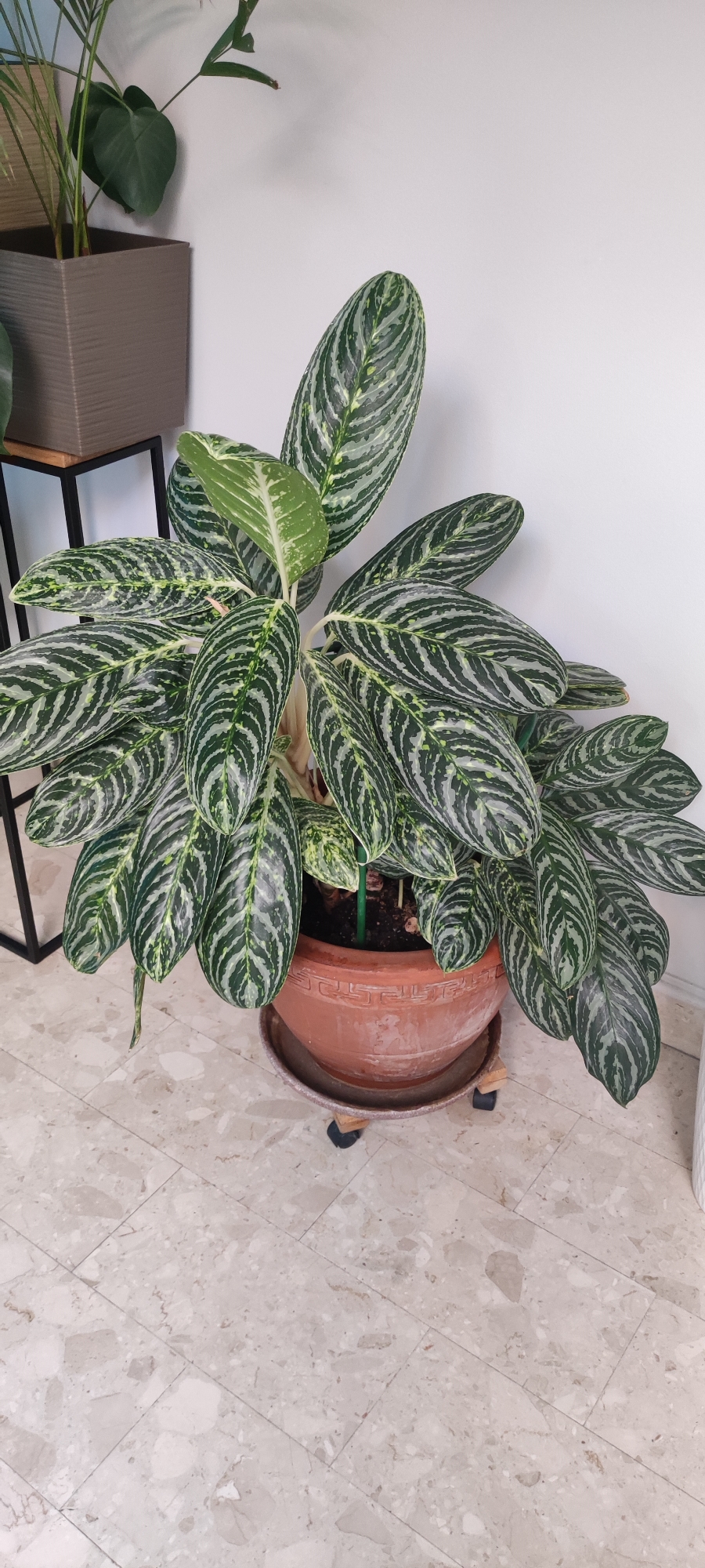 The image shows a large potted plant with striking variegated leaves, predominantly dark green with irregular silver or light green stripes. The plant is in a terra cotta pot with a patterned rim, which sits on a wheeled plant caddy. It is positioned on a light-colored, marble-tiled floor in front of a plain white wall. To the left of the main plant, partially visible, is another potted plant in a square, textured grey planter, which is on a black metal stand. The scene appears to be indoors, likely in a residential setting. There are no people or animals visible in the image. The location of Rosinka, Russia is not discernible from the visual information provided in the image.