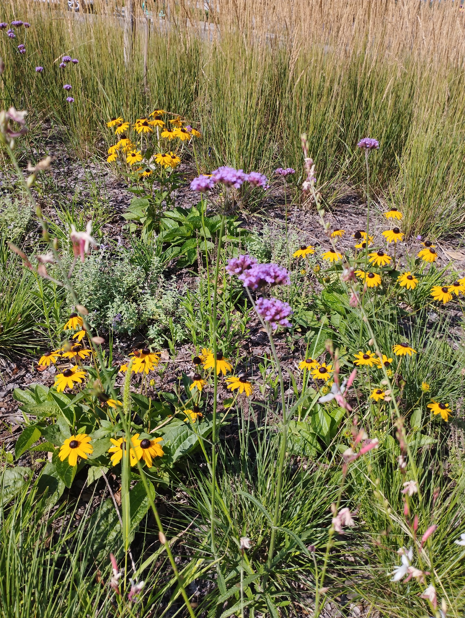 The image displays a close-up view of a flowerbed in Warsaw, Poland, featuring a mix of yellow Black-Eyed Susans and purple Verbena flowers. Tall, golden-brown ornamental grasses form a dense backdrop, suggesting a landscaped area likely in a park or garden. The ground is covered with dark mulch and scattered small stones. Sunlight illuminates the scene, creating highlights on the petals and casting soft shadows. The foreground is partially obscured by thin blades of grass and delicate pink and white wildflowers. No people or animals are visible in the frame.