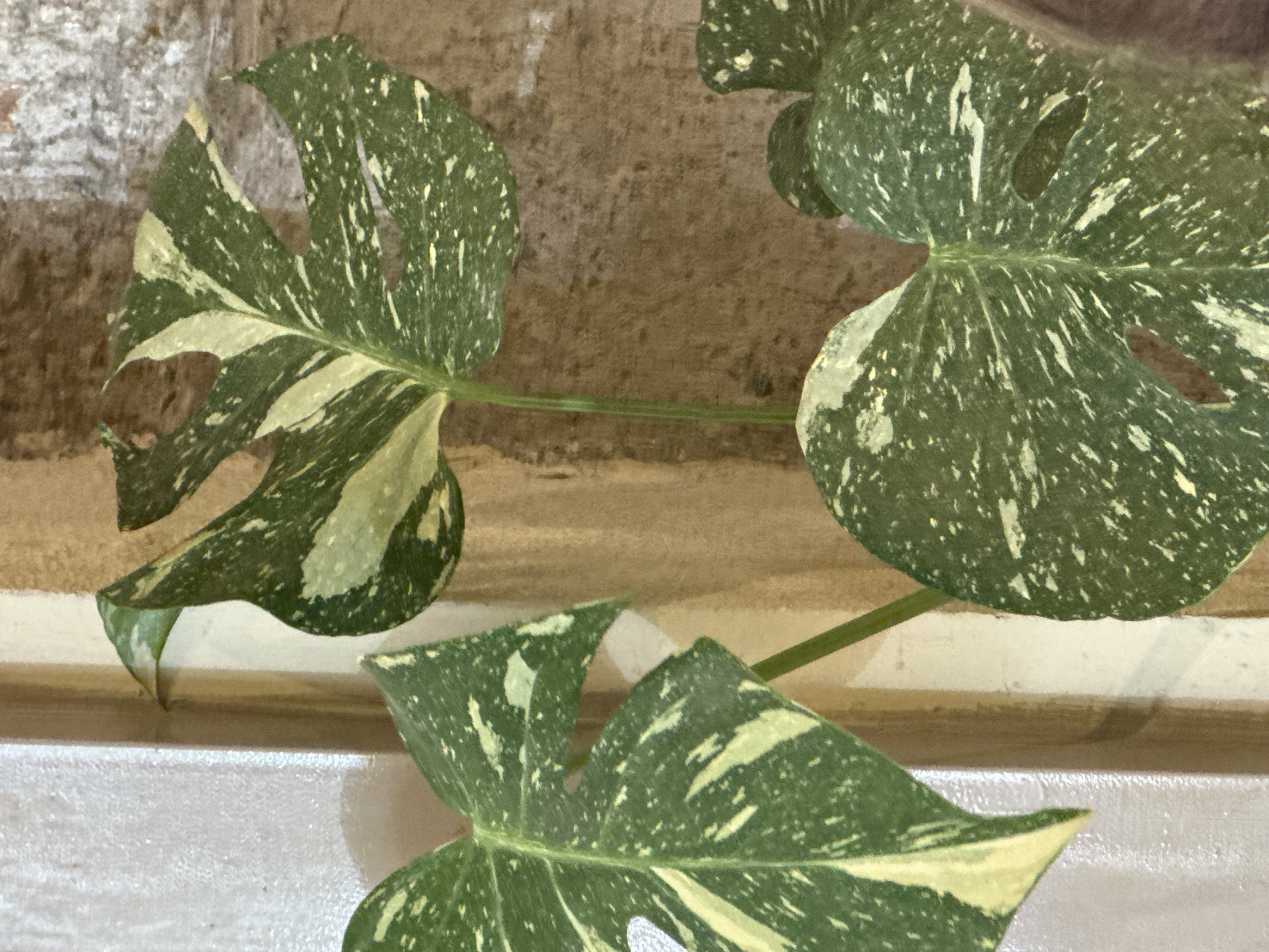 A close-up, eye-level, slightly downward shot shows a variegated Monstera plant with large, fenestrated leaves, set against a neutral, textured background. The leaves display a striking pattern of deep green interspersed with irregular patches and speckles of creamy yellow and white. The plant's stem is visible, green and slender, supporting the leafy foliage. The background consists of what appears to be a textured wall with vertical divisions, likely painted in earthy tones of beige and brown, with some areas showing wear or a rustic finish. The lighting is soft and diffused, casting subtle shadows that highlight the plant's texture and form. There are no people visible in the image, and no specific geographical markers are present that would allow for the identification of Nha Trang Ward, Vietnam.