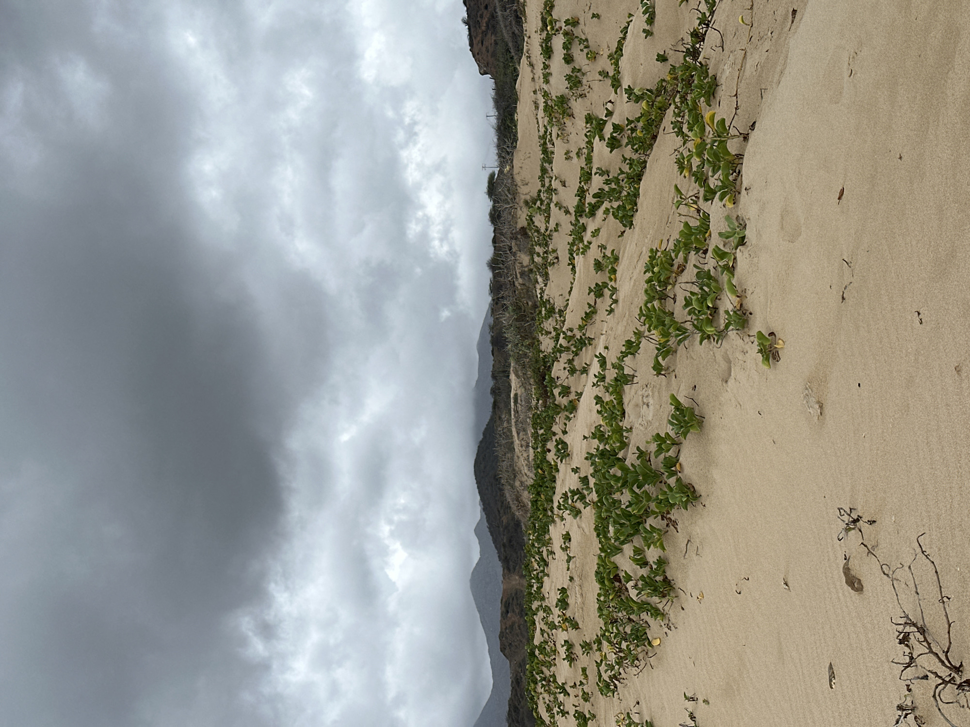 A desolate, overcast scene unfolds on a sandy terrain. The foreground is dominated by undulating sand dunes carpeted with low-lying green vegetation. These plants, some with yellowing leaves, are sparsely distributed across the sandy expanse, their tendrils reaching across the dunes. In the midground, the terrain rises to a series of dry, scrub-covered hills. Beyond these hills, dark, mist-shrouded mountains form the backdrop, their peaks indistinct against the heavy, grey, cloud-laden sky. The overall impression is one of rugged, windswept isolation. The location is identified as a beach in Altagracia, Venezuela.