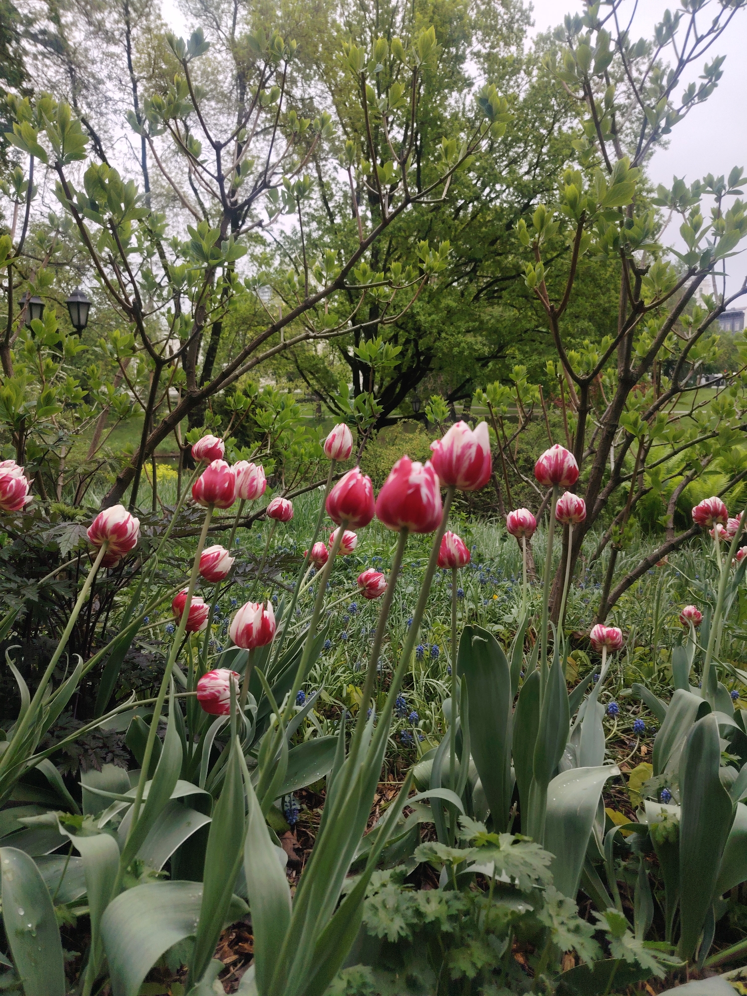 The image shows a garden scene likely in Riga, Latvia, given the request's context. In the foreground are red and white tulips growing in a garden bed filled with green foliage and small blue flowers. Behind the tulips are young trees with light green leaves. Streetlights are visible in the background. The weather appears overcast.
