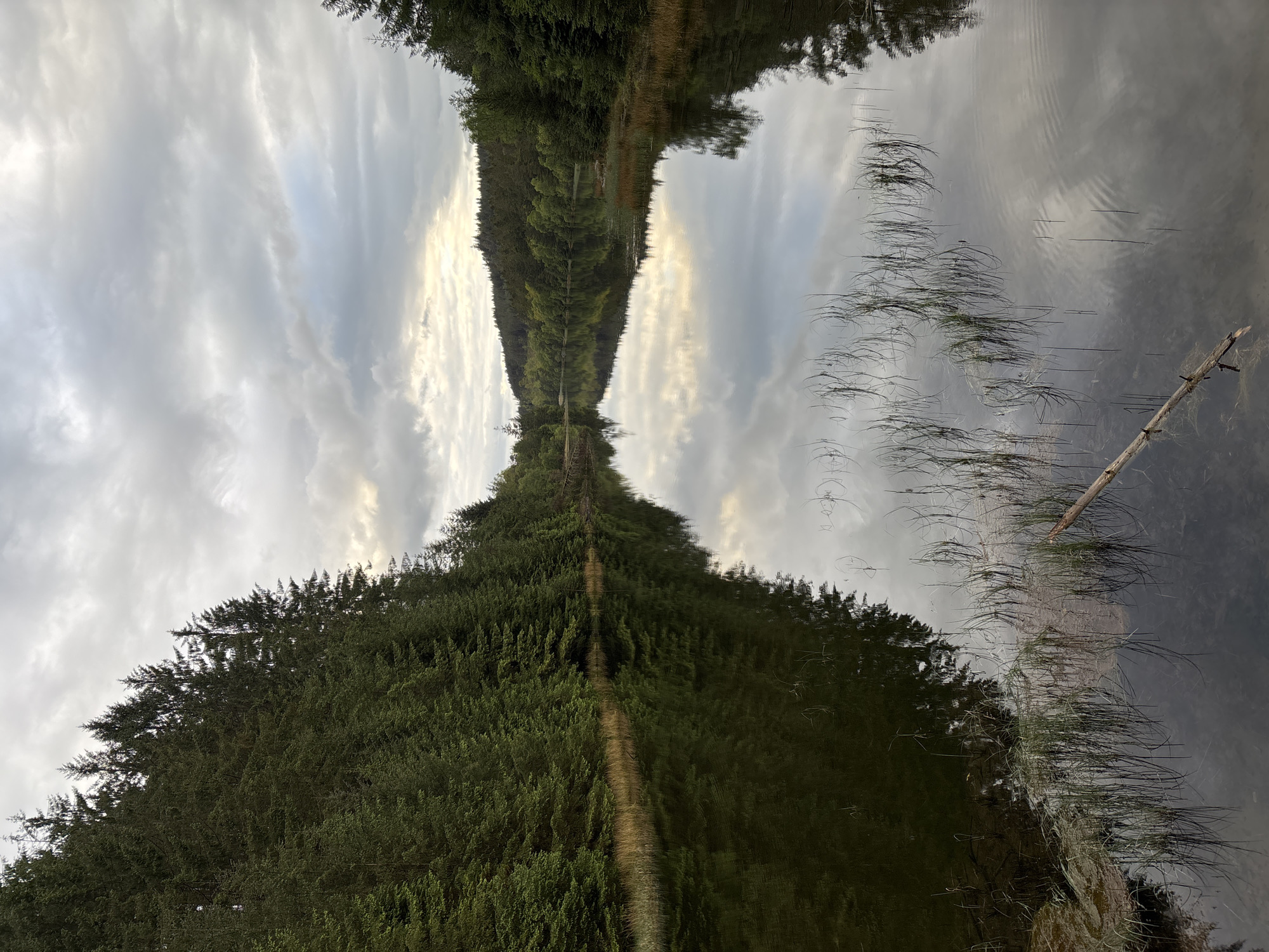 The image depicts a body of water with reflections of trees and sky, likely located in a natural setting, possibly Betws-y-coed, United Kingdom. A line of trees runs along the center, mirrored in the water, creating a symmetrical effect. The sky is cloudy and reflected in the water. Aquatic plants and a log are visible in the water. The scene appears tranquil and natural. There are no people visible in the image.