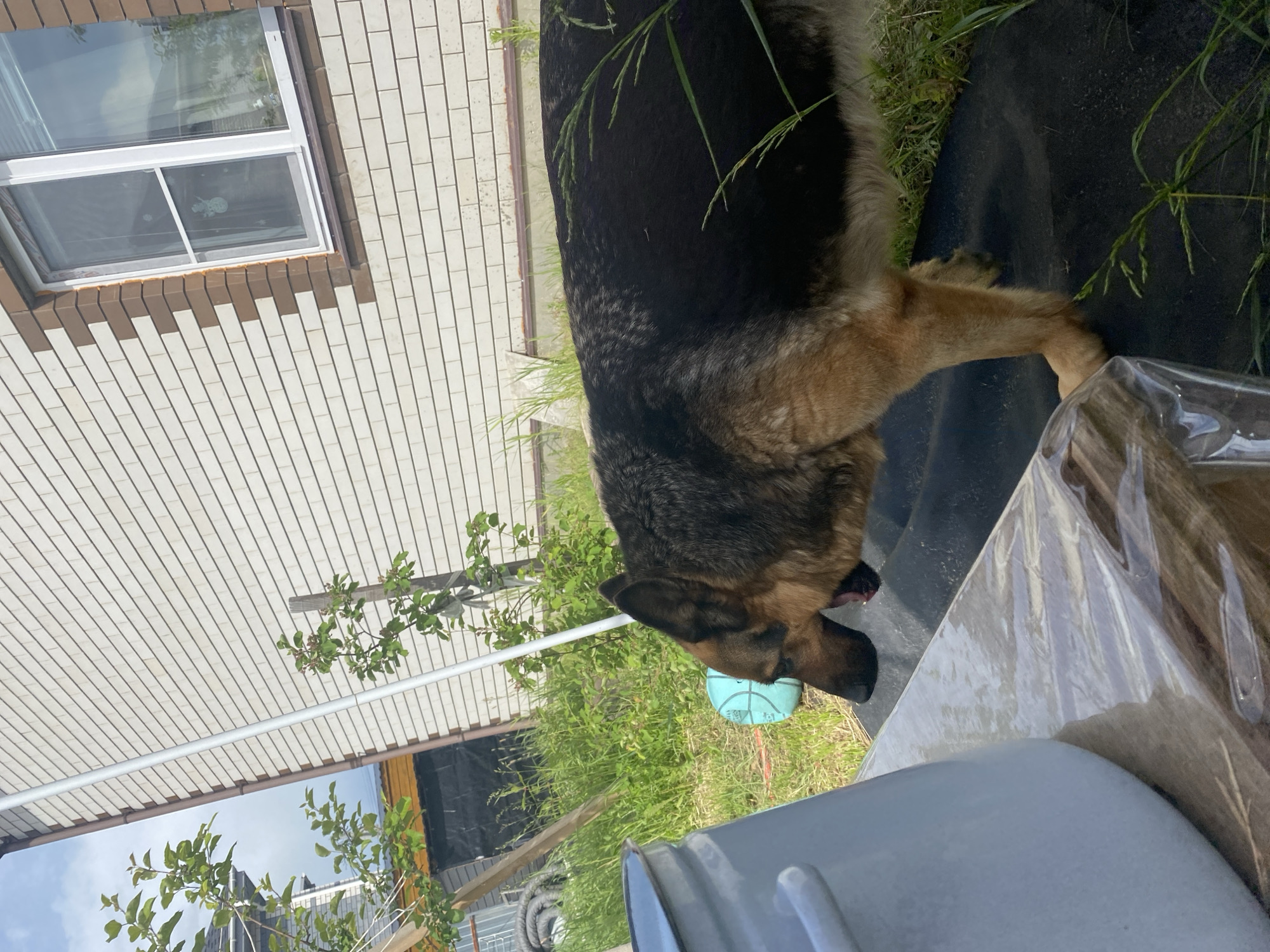 A medium-shot image depicts a large German Shepherd dog standing outdoors, likely in a backyard in Tyumen, Russia. The dog, with a dark brown saddle on its back and tan fur on its legs and underbelly, is positioned with its head lowered towards a light blue ball on the ground. Its mouth is slightly open, suggesting it may be sniffing or about to interact with the ball.
The ground beneath the dog features green grass and a dark, possibly plastic, ground cover. To the immediate right of the dog's head, partially visible, are a grey bucket or container and a crinkled clear plastic sheet.
In the background, a house wall made of white horizontal siding or light-colored brick is visible, featuring a white-framed window with brown trim. The window reflects the sky and surrounding foliage. Green vegetation, including tall grass and leafy branches, grows along the house and in the mid-ground. The sky, partially visible, appears bright and partly cloudy.
There are faint, indiscernible markings or text on the light blue ball. The scene is illuminated by natural daylight, indicating a daytime setting during a season with lush greenery.