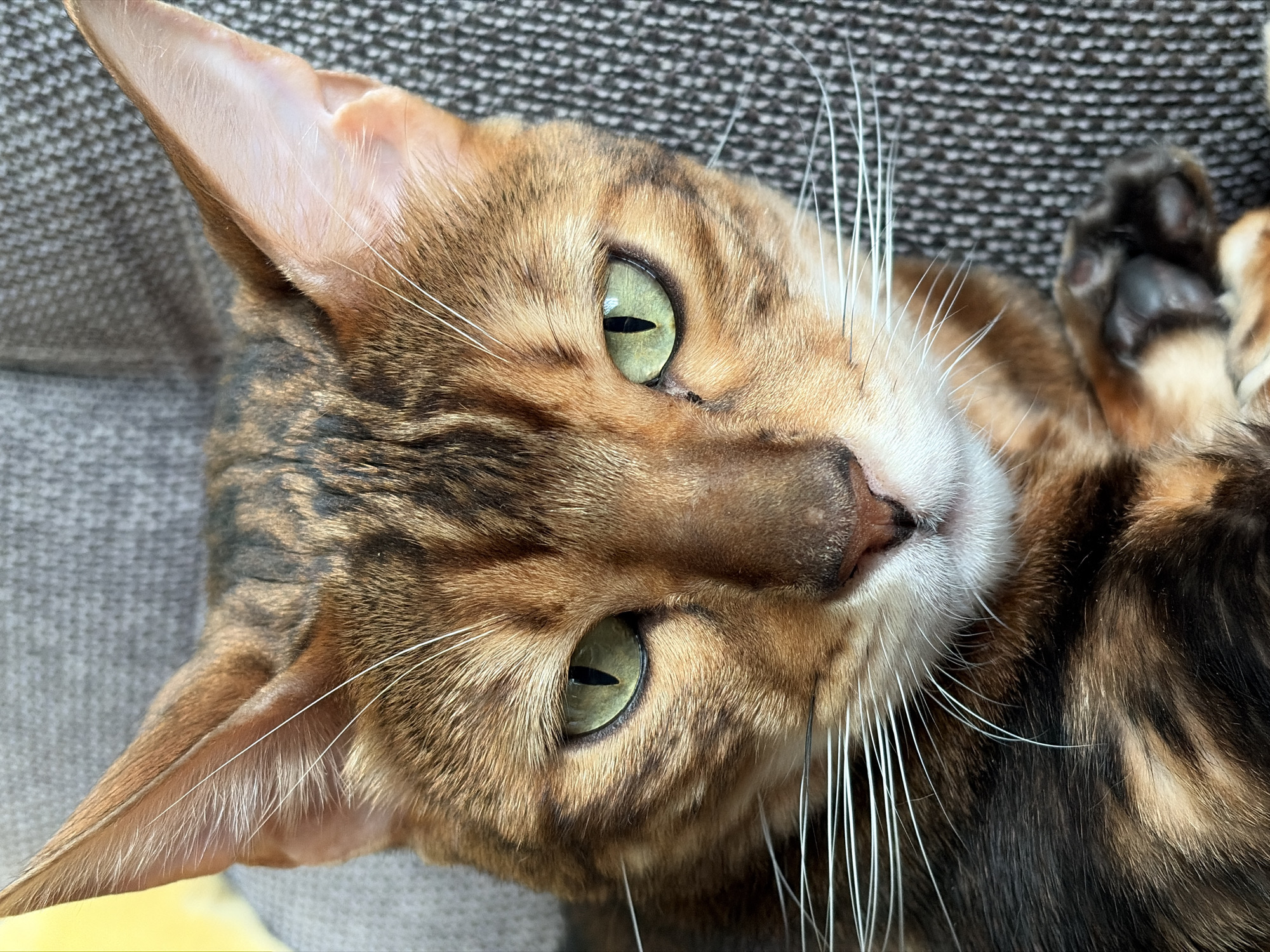 A close-up, medium shot depicts a Bengal cat lying on its back. The cat has distinctive spotted and marbled fur patterns with golden-brown hues. Its eyes are green with slit pupils. The cat's whiskers are long and white. The cat is on a gray surface. The location of the image is not discernible.
