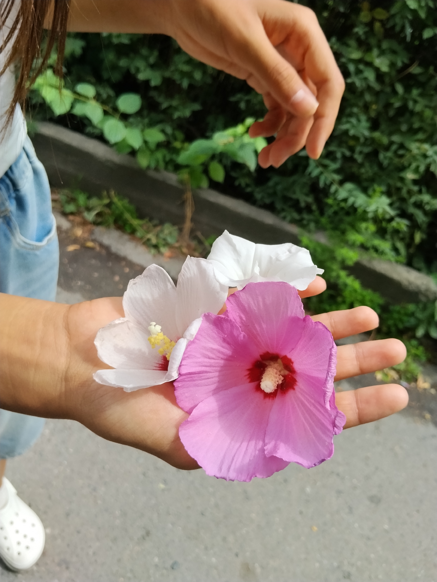 A person's hand is holding three hibiscus flowers, two white and one pink, in an outdoor setting with a blurred background of green foliage and a paved surface. The person's arm and part of their blue denim shorts are visible on the left side of the frame. Their right hand is extended above the flowers, with fingers loosely curled. A white Crocs shoe is visible at the bottom left corner of the image. The image does not provide enough information to determine a specific location within Bishkek City, Kyrgyzstan.