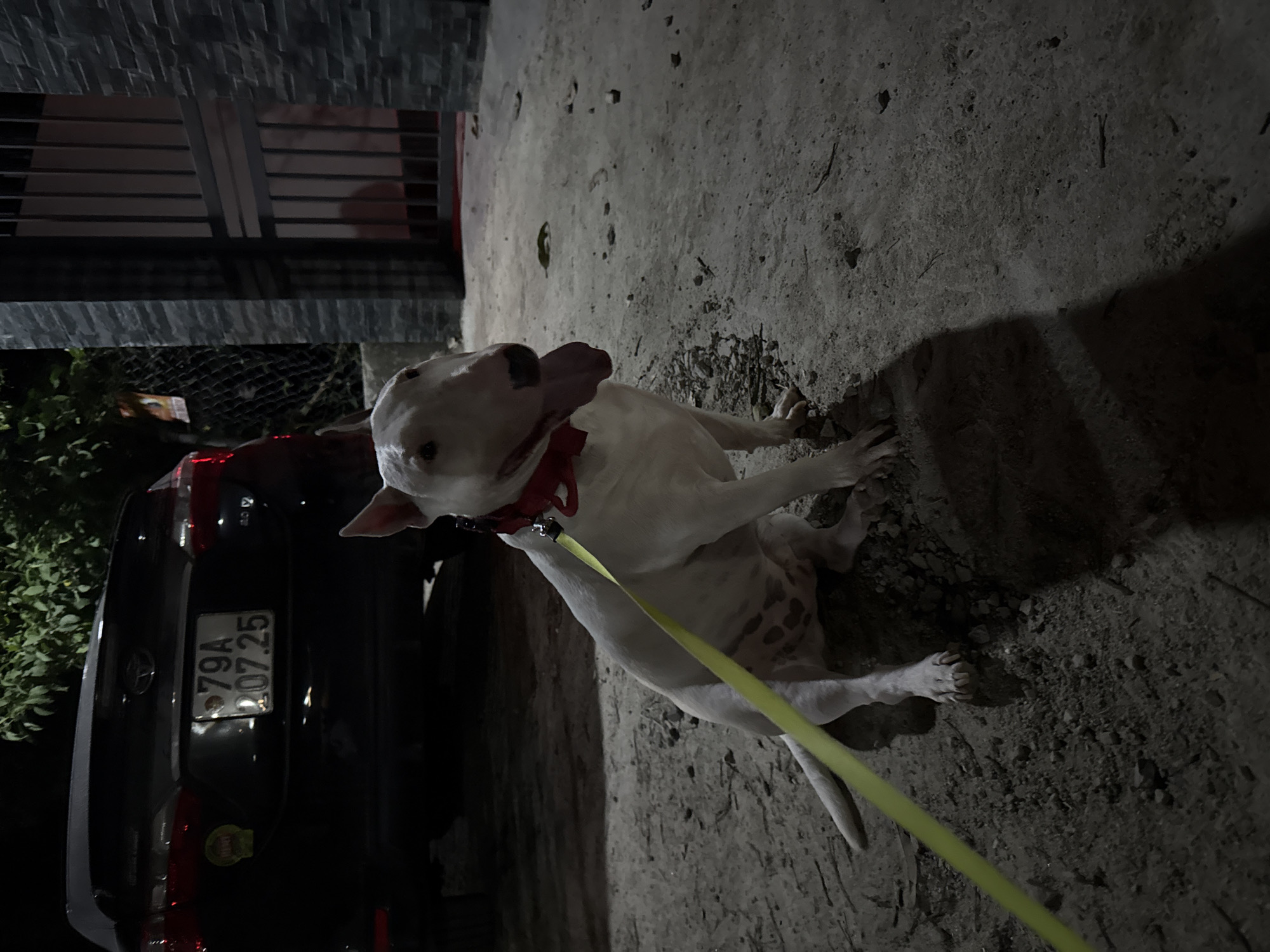 A white bull terrier with a red collar and a yellow leash is lying on a concrete surface near a dark car. The car has a license plate that reads "79A 07.25". The location appears to be outdoors at night, possibly in the city of Bac Natural Heritage Area Trang, Vietnam. A brick wall is visible in the background.