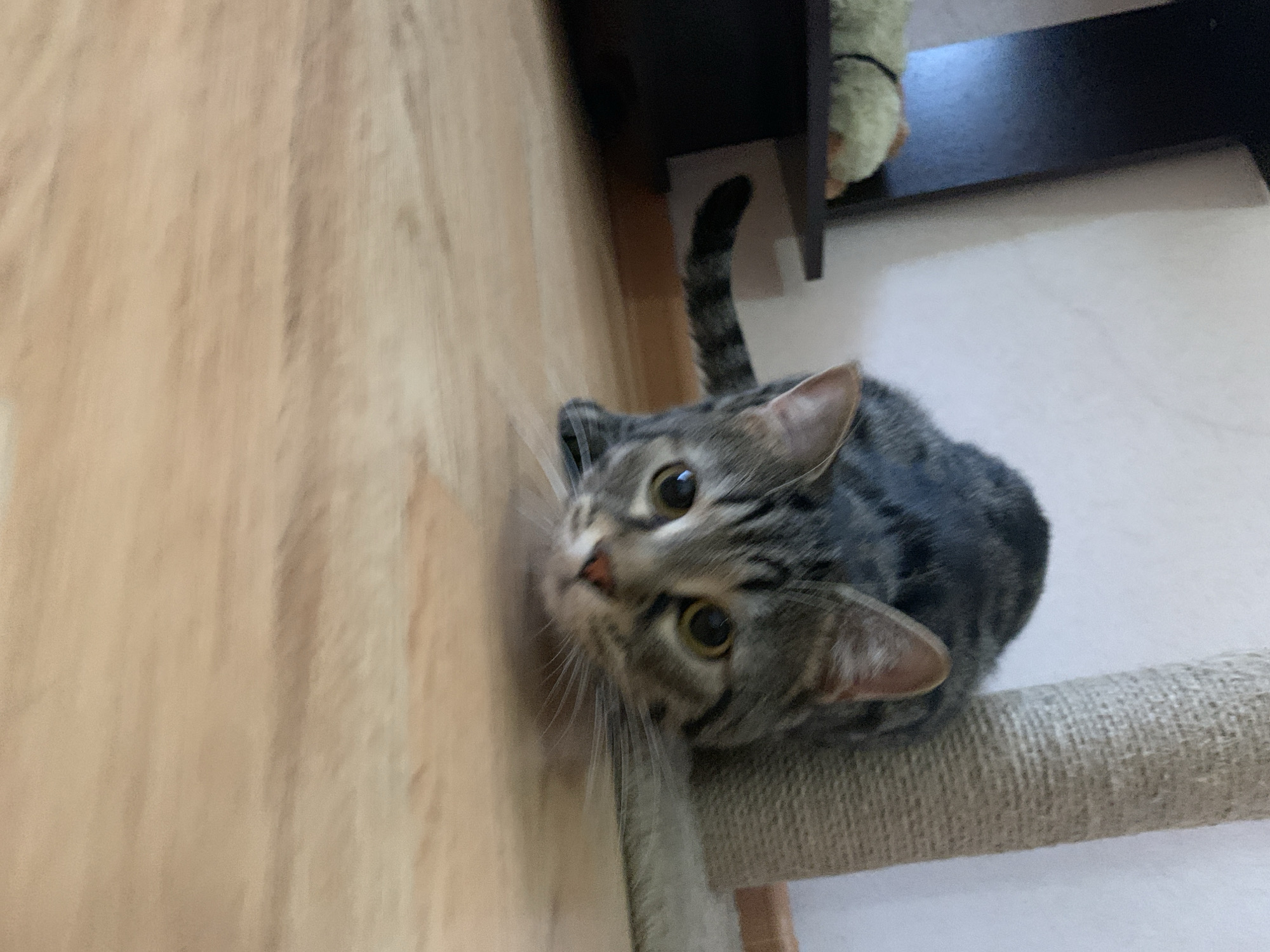 A tabby cat is in a crouched hunting stance on a wooden floor, facing the camera. The cat's head is lowered, with its eyes wide open and focused. Its body is stretched out, and its tail is extended behind it. In the background, a scratching post is visible to the right, and a shelf with a toy is to the left. The lighting suggests an indoor environment, likely a home.