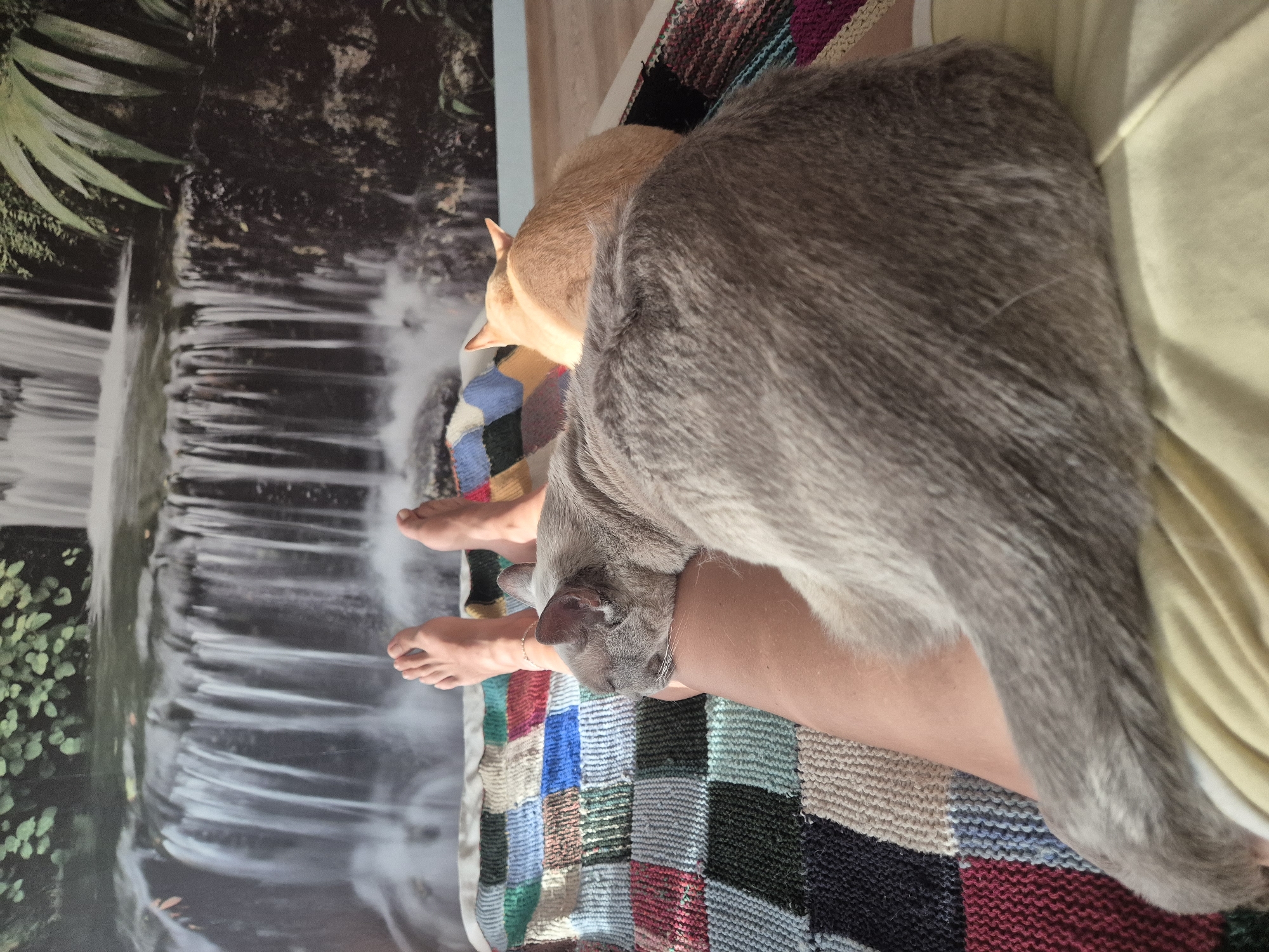 A person's bare feet rest on a colorful, quilted blanket. Two cats are on the blanket, one a light gray cat with its head resting on the person's leg, and the other a ginger cat curled up behind it. The background features a mural of a lush waterfall and foliage. The scene appears to be indoors, possibly in a bedroom or living room, as indicated by the blanket and the wall mural. The image does not contain enough information to determine a specific location in Klaipėda, Lithuania.
