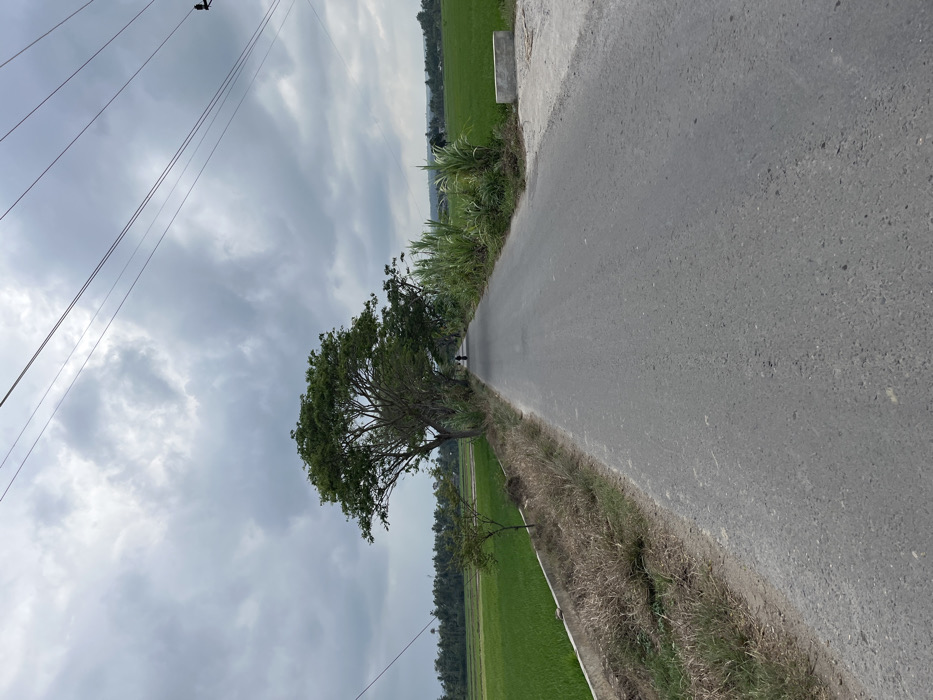 This image depicts a rural asphalt road extending into the distance under an overcast sky in Bayu, Indonesia. The road surface is grey and shows minor wear. On the left side of the road, green rice paddies are visible, bordered by a low, light-colored concrete retaining wall. Between the wall and the road, a strip of dry, light brown grass and weeds is present, interspersed with small green plants, including one distinct young tree in the foreground. Further along the left side, a dense line of mature trees with full green canopies partially shades the road, creating an arbor effect. A single individual on a bicycle is discernible moving away from the viewer in the middle distance, positioned within the road's boundaries, partially obscured by the trees. On the right side of the road, a patch of tall, light green, reedy vegetation (possibly sugarcane or dense wild grass) is visible, with more green rice paddies beyond it. A light-colored concrete block or low structure is situated on the immediate right side, near the foreground. The sky is predominantly covered with dense, grey clouds, indicating overcast weather. Several dark utility lines, likely power or communication cables, traverse the upper portion of the frame against the cloudy backdrop. The scene is devoid of other discernible human activity or structures aside from the distant fields and trees.