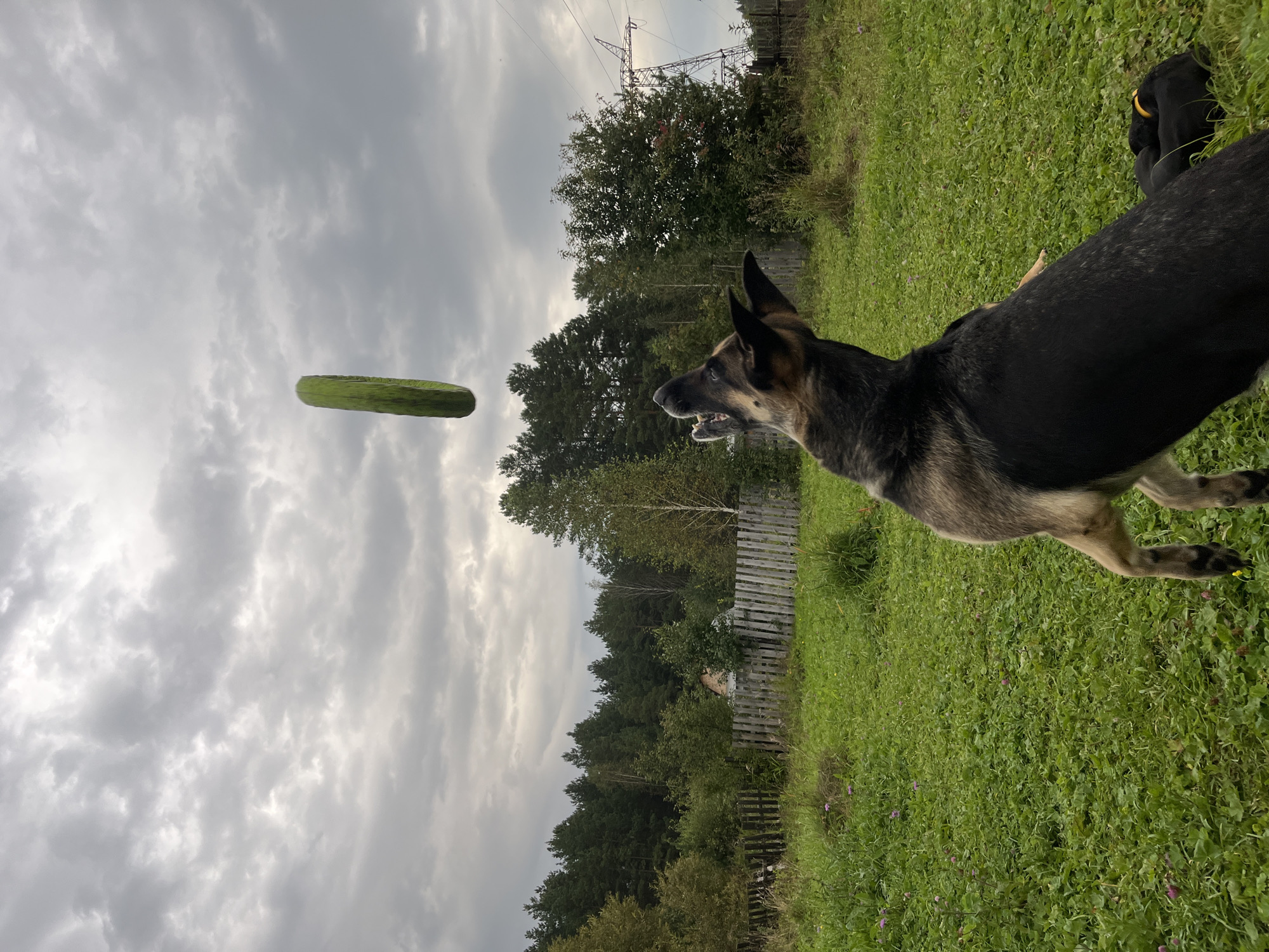 A German Shepherd dog is captured mid-leap, attempting to catch a green cylindrical object, possibly a cucumber, which is suspended in the air against a cloudy sky. The dog is in the foreground, facing upwards with its mouth open, its hind legs extended. In the background, a wooden fence separates a grassy yard from a dense forest. A distant power line tower is also visible on the right side of the image. The setting appears to be a rural or suburban area in Nizhny Tagil, Russia, characterized by a natural outdoor environment with vegetation and a fence.