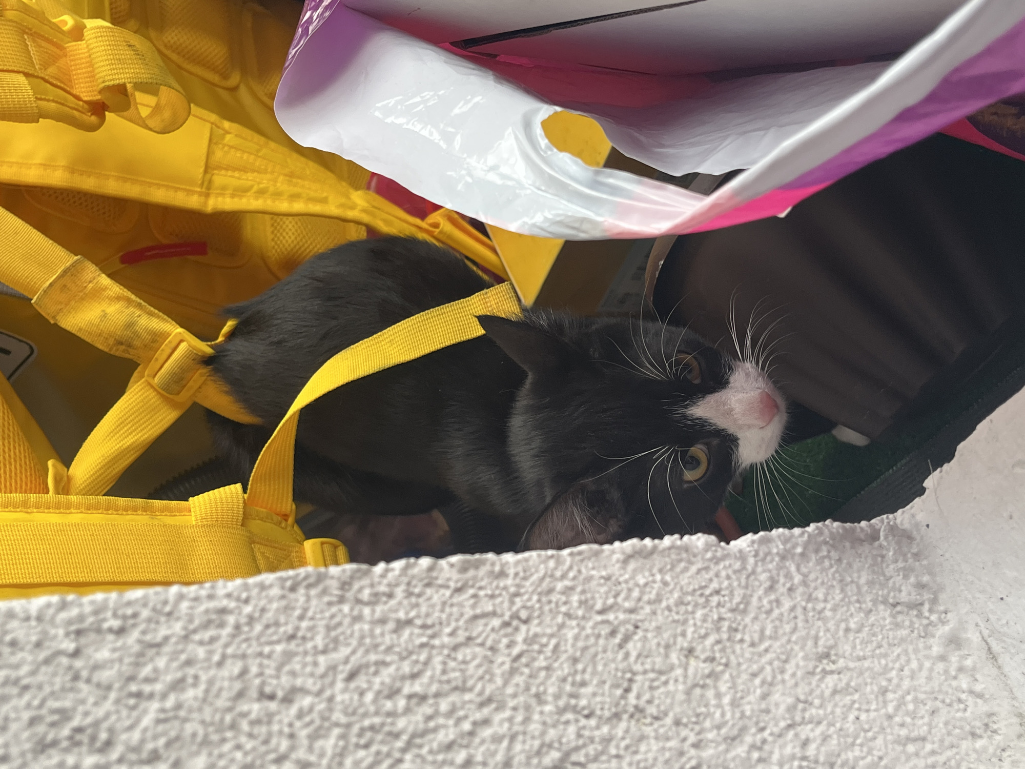 A black and white cat with long white whiskers peeks out from beneath an assortment of items, including a bright yellow bag with straps, a white plastic bag with pink and purple accents, and a cardboard box. The cat's face is mostly white, with a pink nose. Its eyes are yellow, and it is looking toward the viewer. The background is dark and out of focus. The foreground consists of a rough, white surface. The location is Saint Petersburg, Russia.