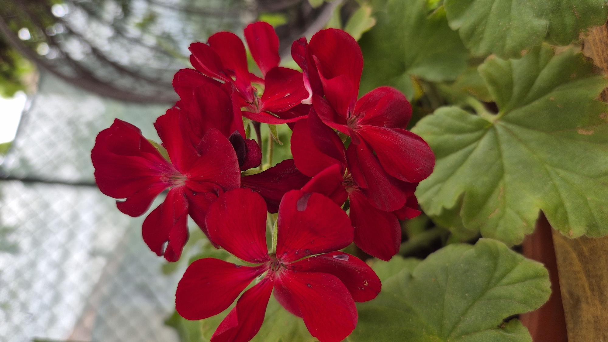 A close-up, vertical, eye-level shot focuses on a cluster of vibrant red geranium flowers, their petals slightly velvety and some showing minor dark spots. The flowers are in full bloom, with multiple blossoms forming a bouquet. They are set against a backdrop of lush, green leaves, which are broad with serrated edges. In the upper portion of the image, a blurred, out-of-focus background suggests an outdoor environment, possibly a garden or patio, with hints of a trellis or fence structure and diffused light. The lower part of the frame reveals a wooden surface, likely the edge of a planter box or table, with a brown pot visible beneath the leaves. There are no people or animals present. The scene is located in Doirentsi, Bulgaria.
