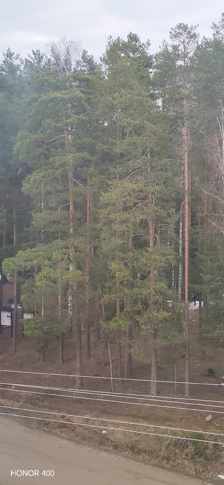 The image shows a dense forest in Noviy, Russia. The trees are predominantly tall pines with green needles. The ground is covered in brown dirt and fallen leaves. There are power lines in the foreground, running horizontally across the frame. A dirt road is visible at the very bottom of the image. The sky is overcast. "HONOR 400" is printed in the bottom left corner.
