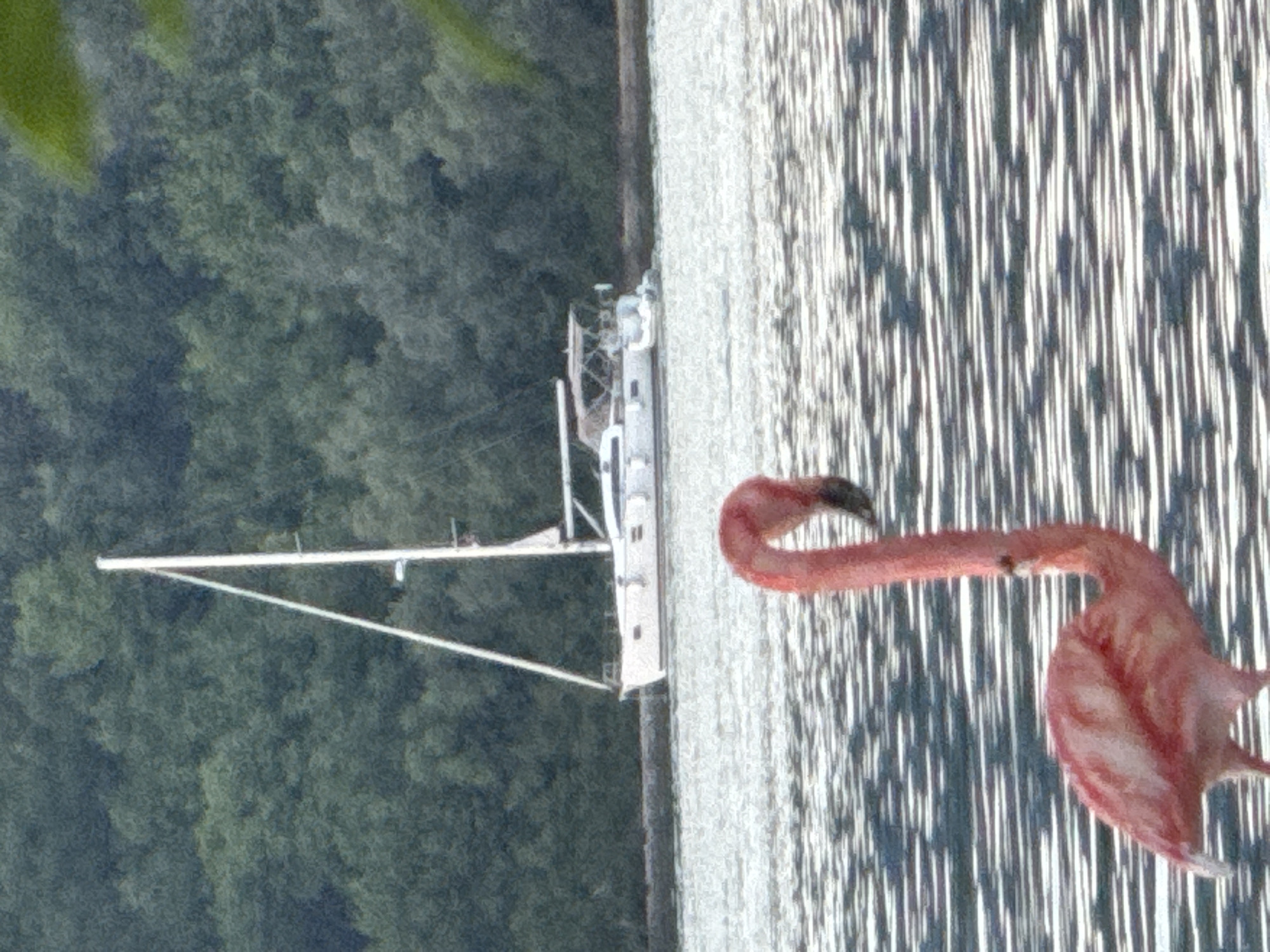 A pink flamingo lawn ornament is positioned to the right of a sailboat that is on a lake in Bogišići, Montenegro. Trees line the other side of the lake.