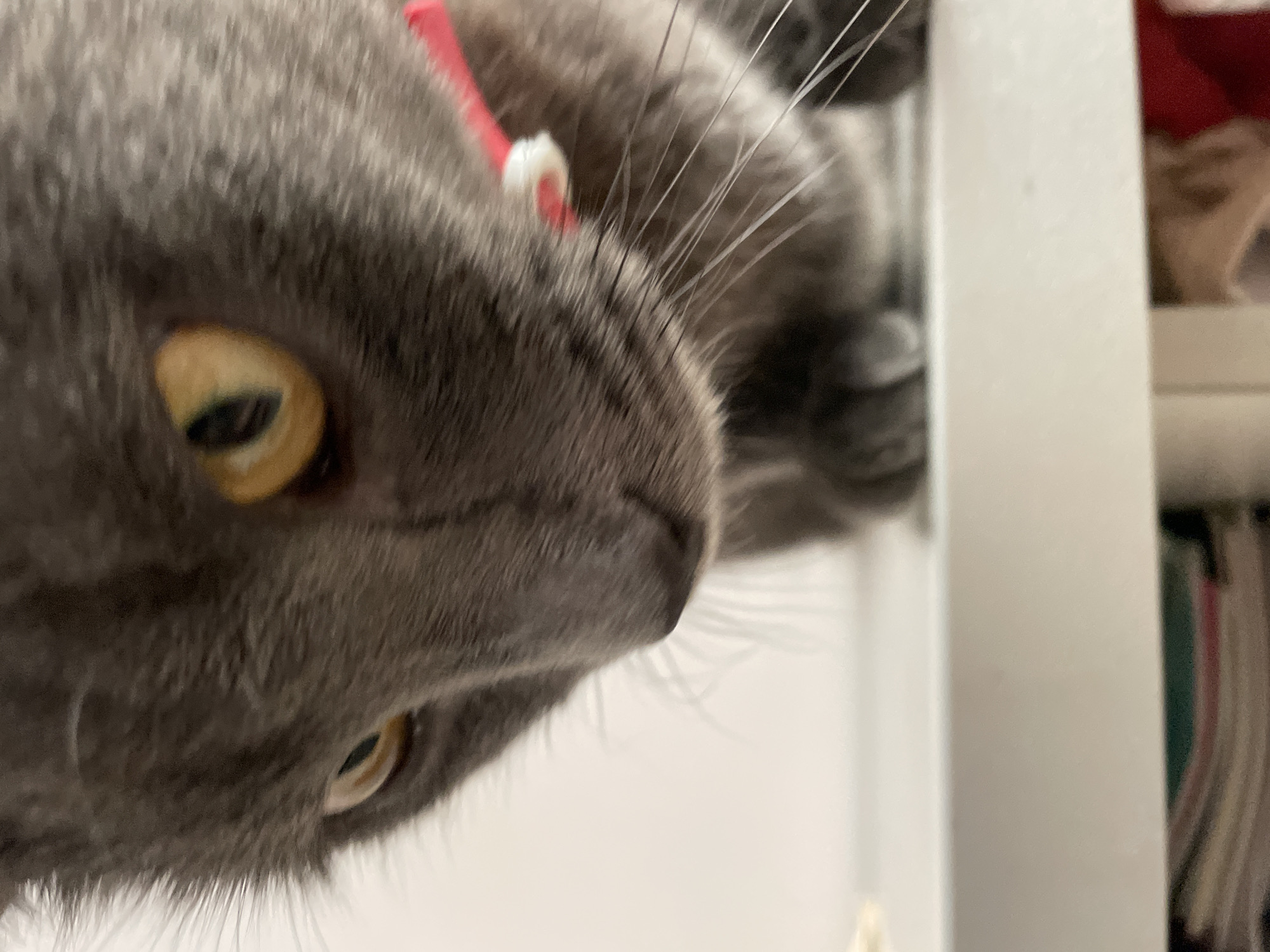 A close-up, low-angle shot shows a grey cat with yellow eyes looking down at something off-camera. The cat is wearing a pink collar. The background is out of focus and appears to be a white surface and some books stacked below it. There is no indication of the city of Sochi, Russia in this image.