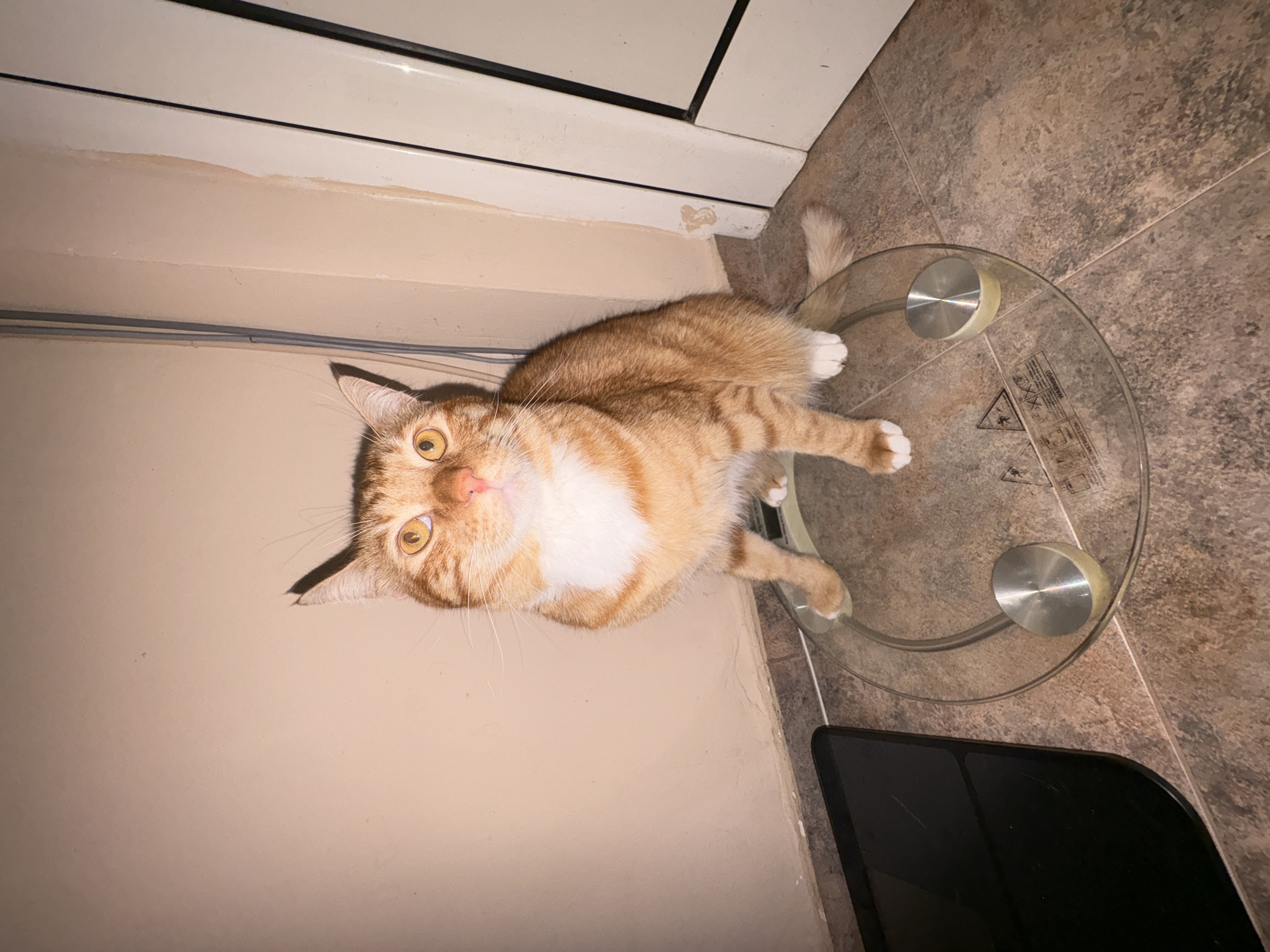 An orange tabby cat is sitting on a clear glass digital scale. The cat is facing forward, with its front paws on the scale and its back legs tucked underneath. The cat has bright yellow eyes and white fur on its chest and paws. The scale is on a tiled floor, and in the background, there is a cream-colored wall and a white door. The scene appears to be indoors, likely in a home. The image does not provide any information that would allow for an accurate determination of its location within the city of Vratsa, Bulgaria.