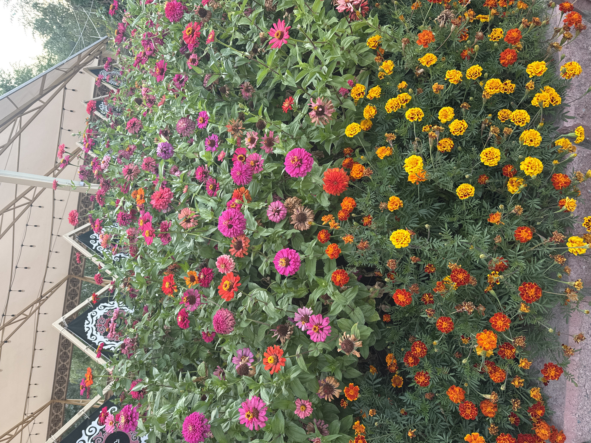 This is a medium shot, taken from a slightly elevated angle, of a vibrant flower bed in Koy Tash, Kyrgyzstan. The foreground is dominated by a dense arrangement of flowers, predominantly zinnias and marigolds, in a variety of colors including fuchsia, pink, orange, red, and yellow. The flowers are in full bloom, with some petals showing signs of wilting and browning, suggesting a natural progression of their life cycle. The plants are lush and green, with thick foliage.
In the background, a light-colored awning or canopy structure is visible, supported by metal poles. Beneath the canopy, several triangular decorative elements with ornate patterns, possibly banners or flags, are arranged. The overall impression is that of a well-maintained garden or a festive outdoor setting. The lighting suggests it is daytime, with soft natural light illuminating the scene. There are no people or animals visible in the image. The ground appears to be a paved surface, possibly concrete or stone, in the lower portion of the frame.