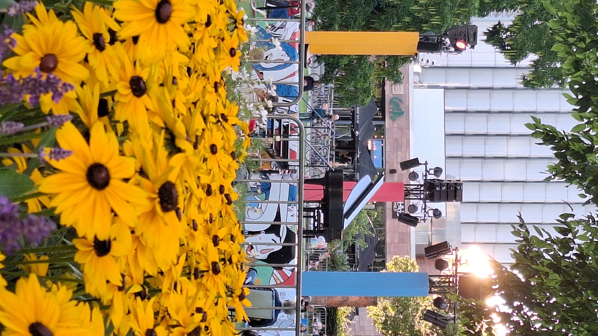 In Chemnitz, Germany, an outdoor event is underway. In the foreground, a dense field of yellow flowers, likely black-eyed Susans, dominates the view, with hints of purple flowers interspersed. Behind the flowers, a metal barrier with a colorful, artistic mural beneath it separates the viewer from the event space. Beyond the barrier, a grand piano sits on a stage, suggesting a musical performance. The stage is flanked by tall, slender pillars, one yellow on the left and one blue on the right, with a red pillar between them. Various lights and speakers are mounted on metal trussing above the stage, indicating preparation for an evening event. In the middle ground, people are seated and standing, some near tables and umbrellas, implying a food or seating area. A modern, multi-story building with a white, ribbed facade forms the backdrop. The overall scene suggests a vibrant public gathering or festival in an urban setting.