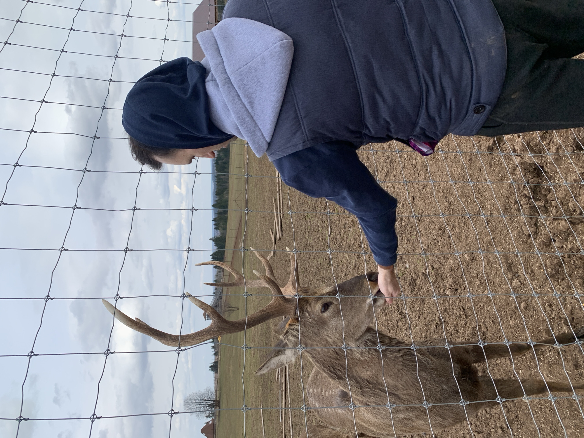 A person wearing a blue hoodie with a grey hood and a grey vest is seen feeding a deer through a wire fence. The deer has large antlers. The ground is dirt. In the background, there are green fields and trees under a cloudy sky. The location is Stary Chultem, Russia.