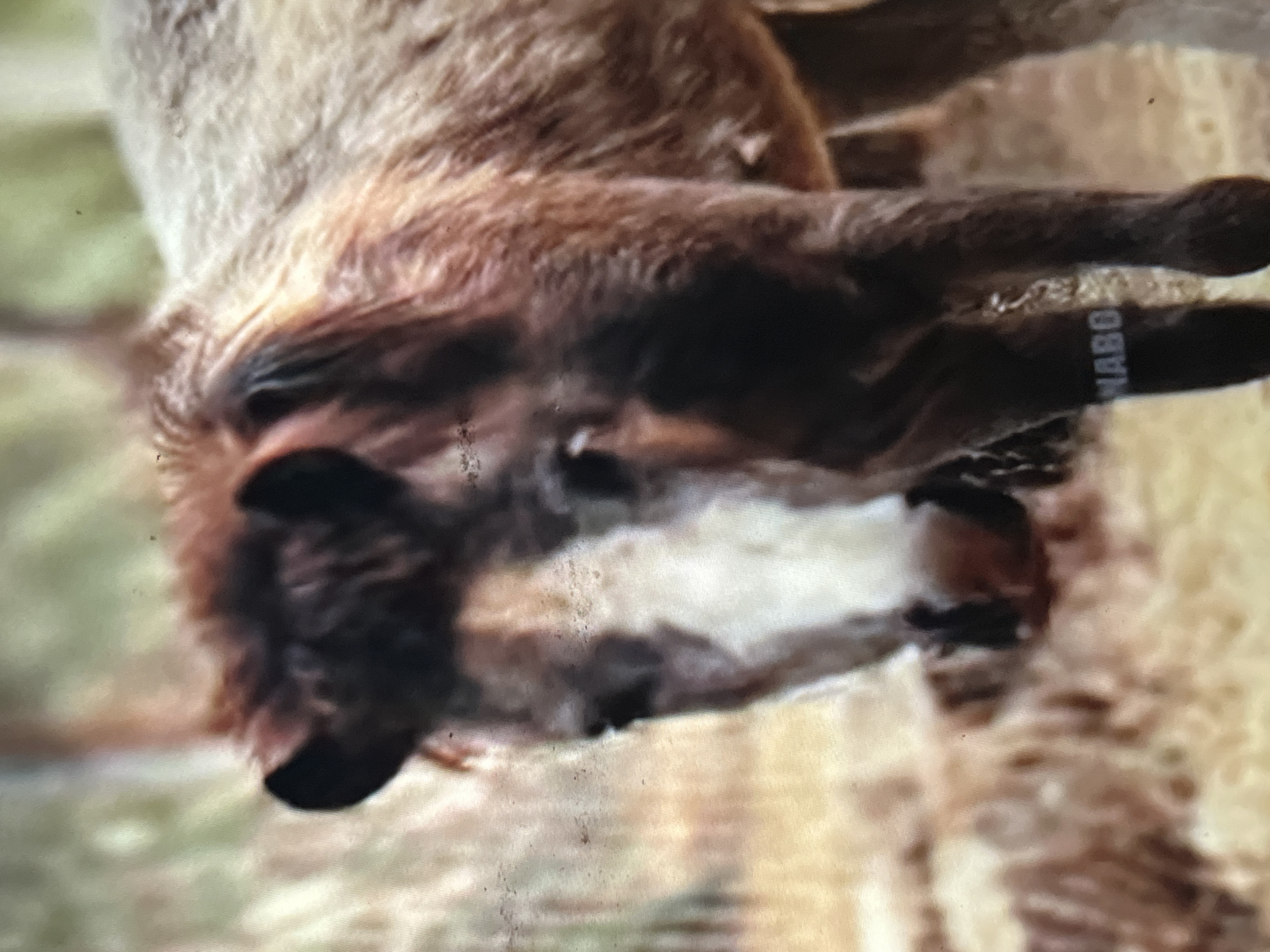 A medium-shot image depicts a large, fur-covered mammal, likely a wolf or a large dog breed such as a Malamute or husky, in an outdoor setting. The animal is lying down, with its head resting towards the left of the frame and its body extending upwards. It possesses thick, predominantly brown fur, with darker markings on its face, ears, and paws, contrasting with lighter, almost white fur around its muzzle, chin, and chest area. The animal's eyes are partially visible, and it appears calm and possibly resting.
The background is softly blurred, showing muted green tones on the left, suggesting vegetation, and lighter, brownish hues on the right, indicative of dried ground or another natural surface. The overall impression is a daytime scene in a natural or semi-natural environment.
A distinct black band or collar is visible around one of the animal's forelegs or paws, featuring the partial text "MABO" in white capital letters. This band suggests the animal may be domesticated, tagged, or part of a controlled environment. No specific time of day or weather conditions are discernible beyond it being daylight. The image itself is slightly grainy.