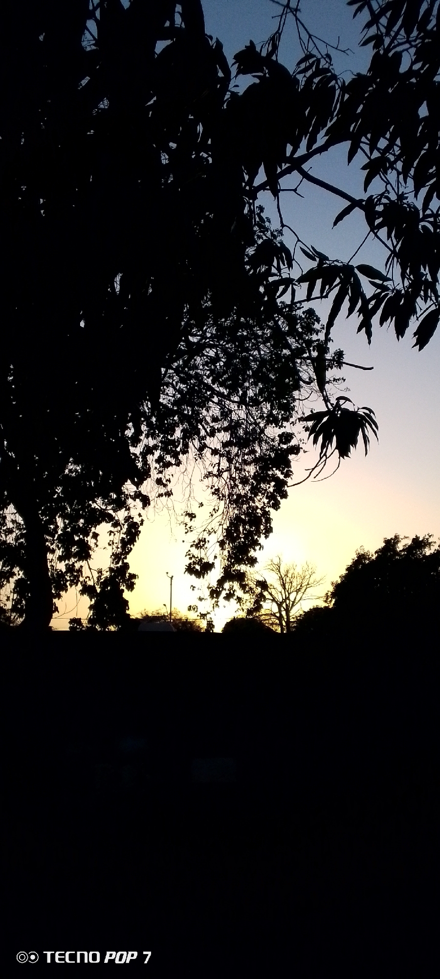 The image depicts a sunset in Altagracia, Venezuela, as viewed through silhouetted tree branches and foliage. The sky transitions from a pale blue to a bright yellow-orange near the horizon. In the distance, a street light is visible between the trees. The foreground is dominated by dark, unidentifiable shapes. The bottom of the image shows the camera name "TECNO POP 7".