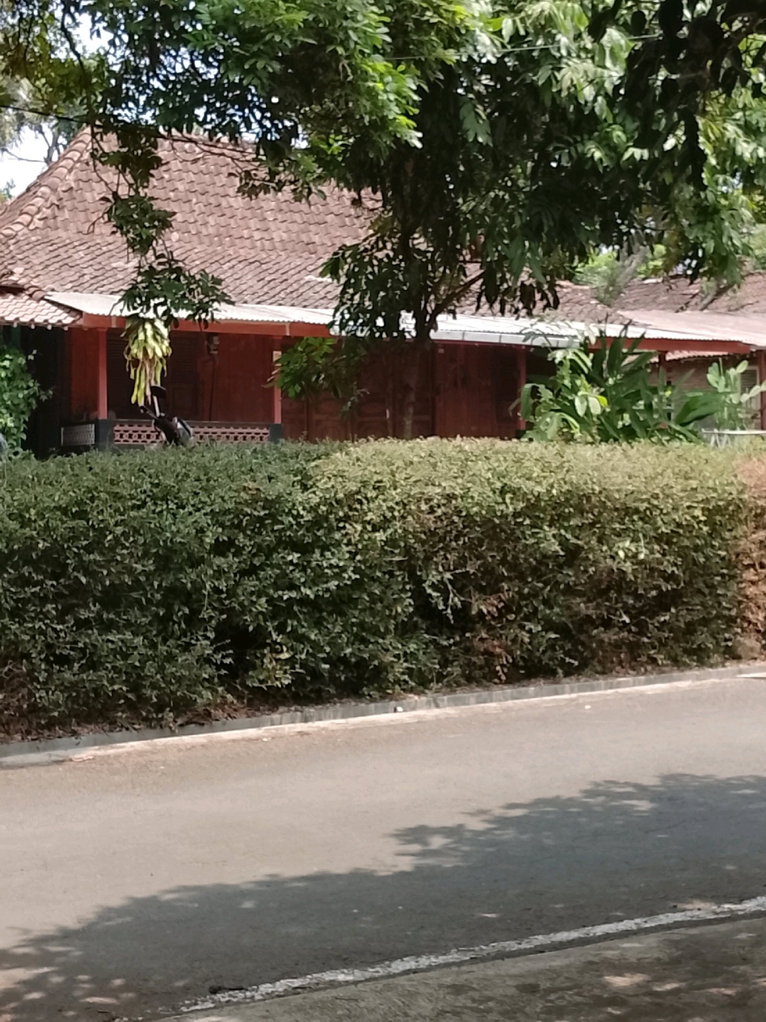 A one-story building with a tiled roof, painted reddish-brown, is visible behind a dense, well-maintained green hedge. The building appears to have a covered porch or veranda with several pillars and ornamental railings. Tropical foliage, including palm-like plants and large-leafed green plants, grows around the building. Trees with dense green canopies are in the foreground, partially obscuring the view of the building and casting dappled shadows on an asphalt road in front of the hedge. The road has a white stripe on its edge. The overall scene suggests a residential property in a tropical environment, potentially in Salatiga, Indonesia, given the architectural style and vegetation. There are no people visible in the image, and no actions or interactions are depicted.