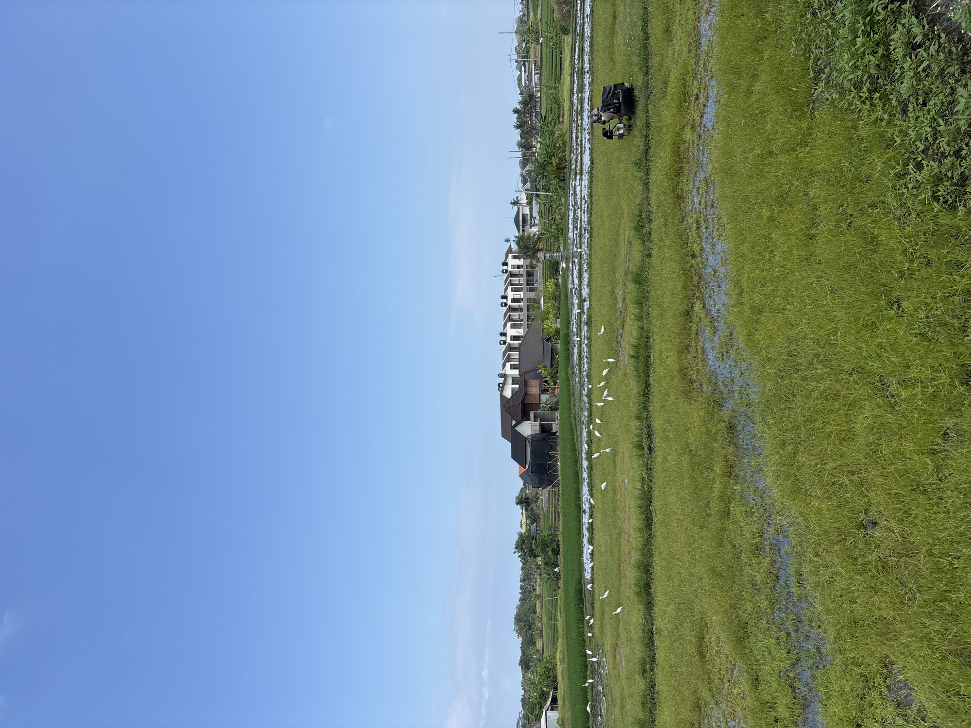 A wide-angle, eye-level shot depicts a lush green rice paddy under a clear blue sky with a few wispy clouds in Kediri, Indonesia. A flock of egrets, numbering over twenty, is scattered across the paddy, some standing in the shallow water and others foraging in the grass. In the middle distance, a person is operating a small, dark-colored tractor. Beyond the paddy, a row of modern, multi-story houses with dark roofs is visible, interspersed with trees and vegetation. To the far left, a small, simple building with a white facade stands. The foreground is dominated by the vibrant green of the rice field, with patches of water reflecting the sky.