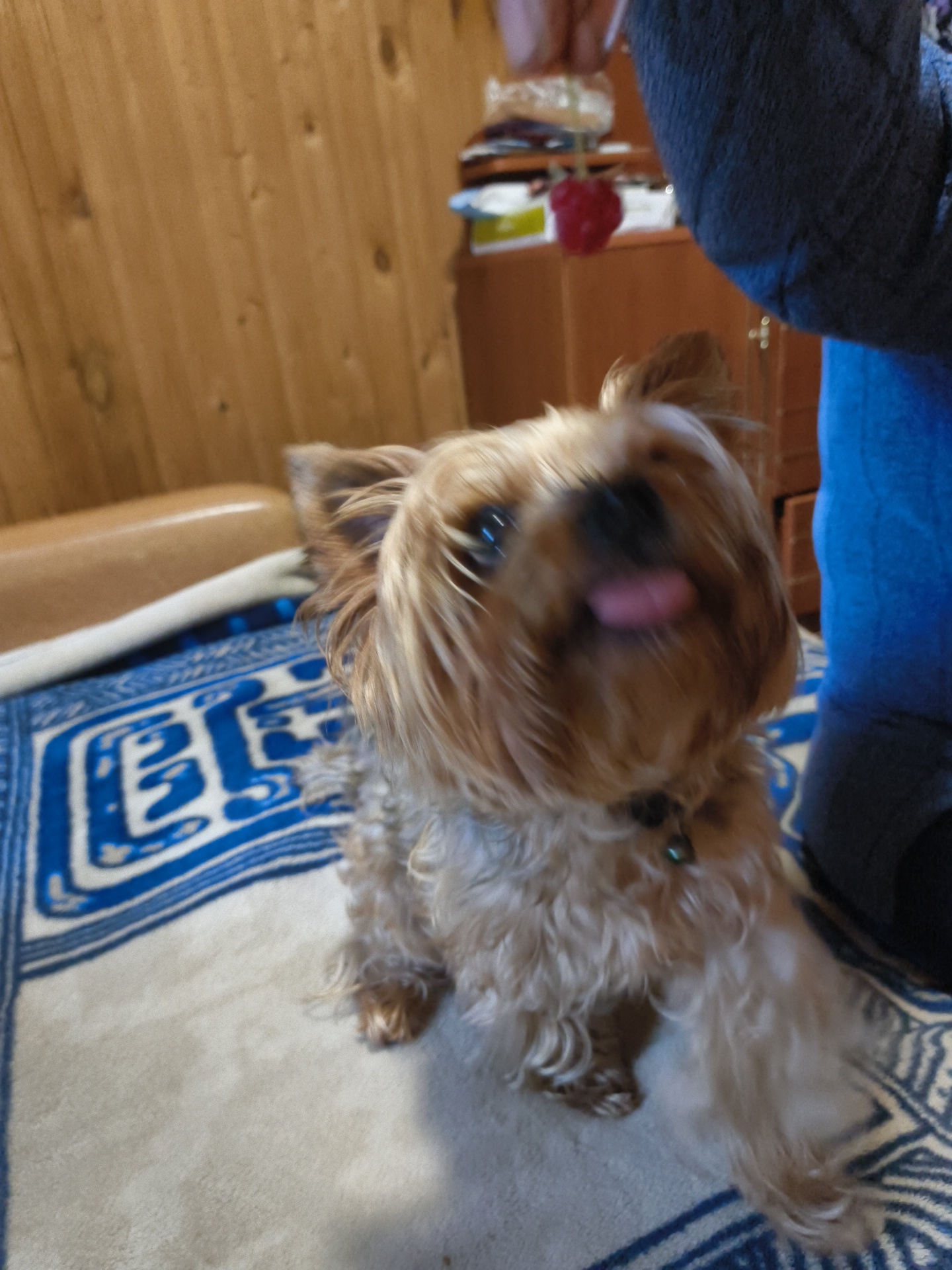 A small, fluffy, light brown dog with its tongue sticking out is the central focus of the image. It is sitting on a light-colored blanket with a blue geometric pattern. The dog is wearing a dark collar with a small green charm. In the background, a person's arm and shoulder, clad in a dark blue garment, are visible, holding a small red berry, possibly a raspberry. The environment appears to be indoors, with a wooden paneled wall and wooden furniture, suggesting a domestic setting. The image has a shallow depth of field, with the dog being in sharp focus and the background blurred. The overall impression is a candid snapshot, possibly capturing a moment of interaction between the dog and the person. The image was taken in Востец Снт, Russia.