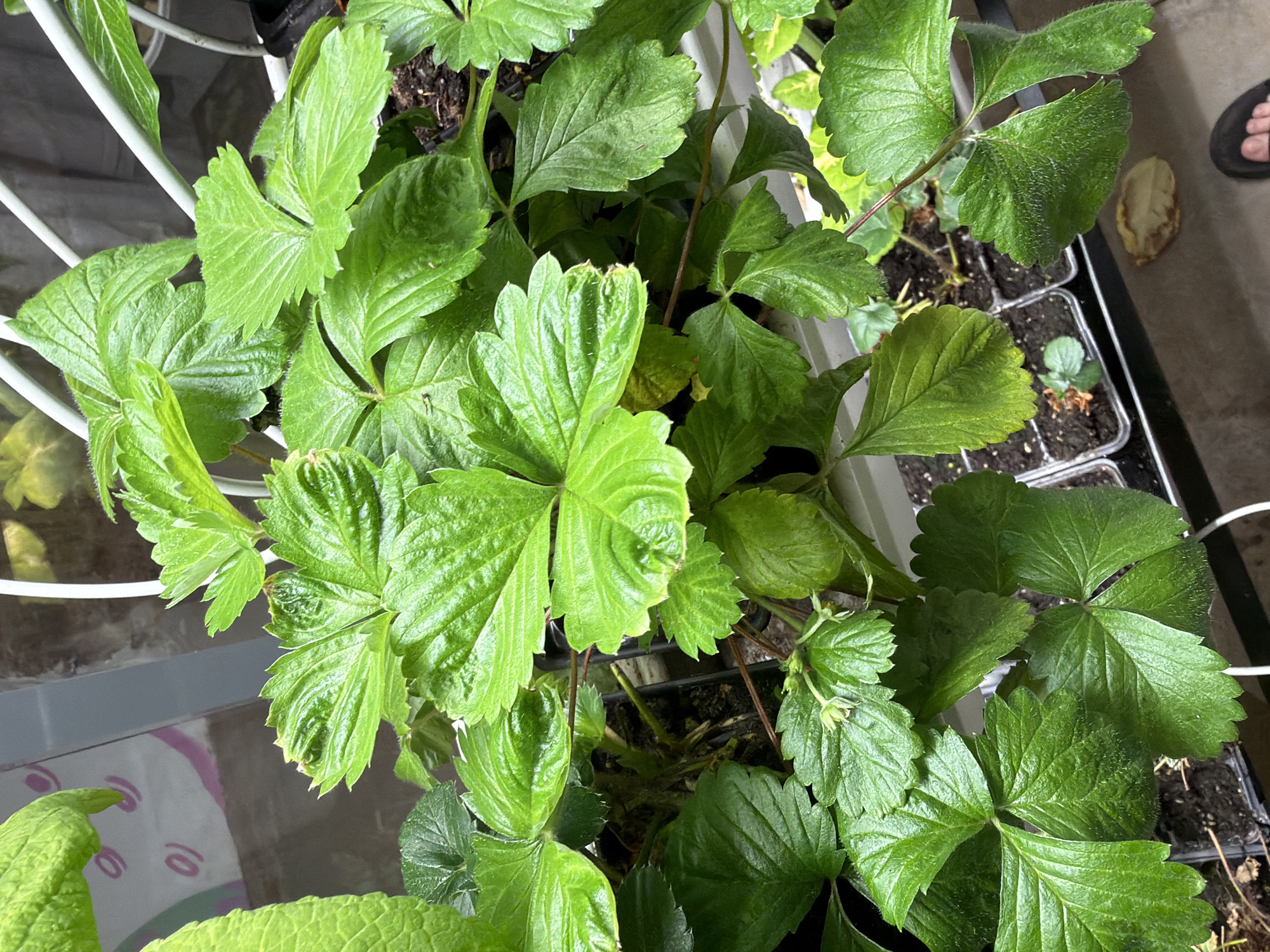 In Saint Petersburg, Russia, a close-up, high-angle shot reveals several young strawberry plants with vibrant green, trifoliate leaves. The plants are housed in small, clear plastic seedling trays filled with dark soil. Some of the leaves show slight damage or discoloration along their serrated edges. In the background, a white wire rack is visible, along with a glimpse of a greyish wall. A single, dried brown leaf rests on a dark surface in the foreground, near a black sandal. The lighting suggests an indoor setting, possibly a greenhouse or windowsill.