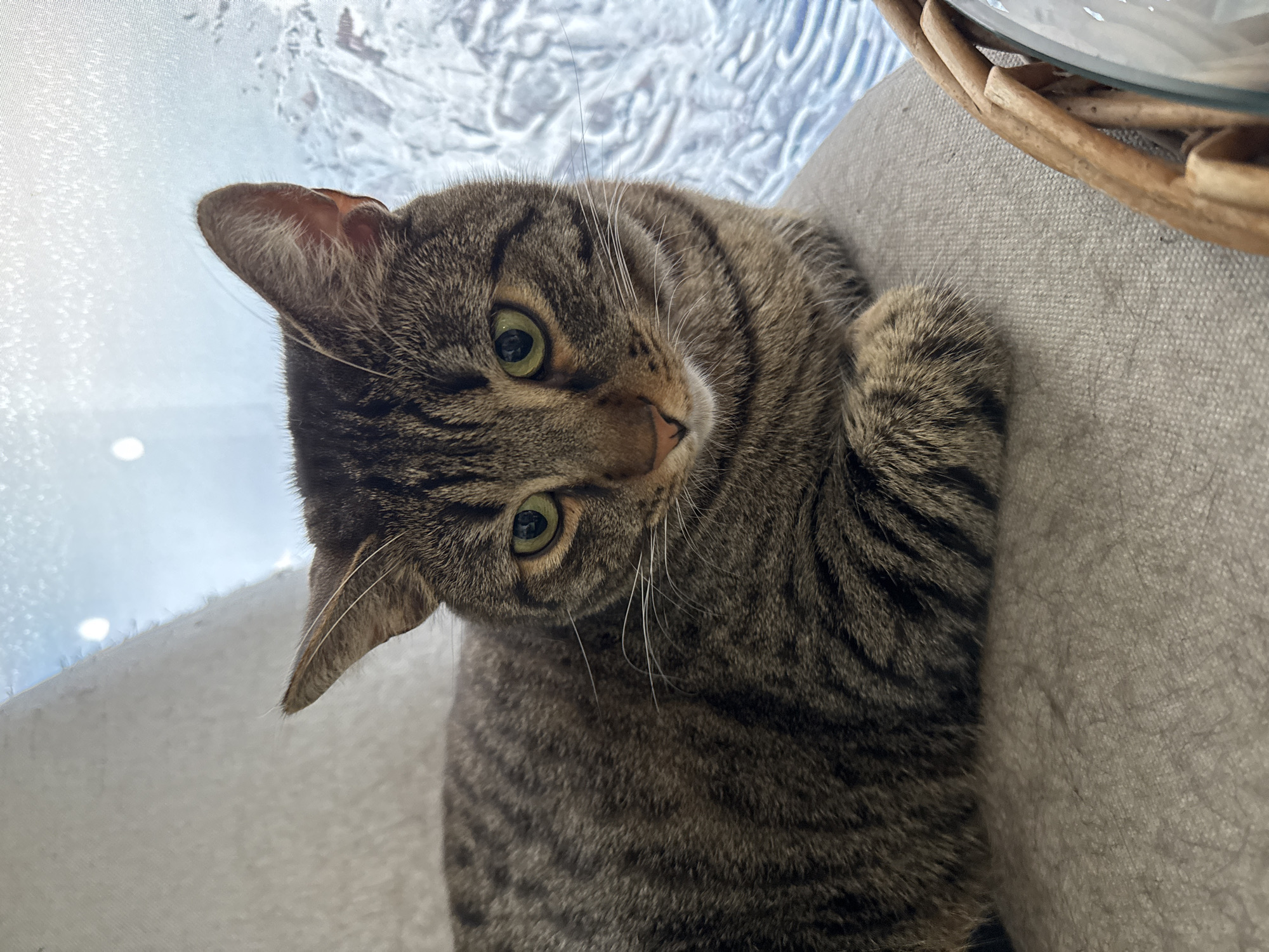 A tabby cat is lying on a light-colored fabric surface. The cat is looking at the camera with green eyes. A window with textured glass is visible in the background. Part of a wicker basket is in the upper right corner. The location is not discernible from the image.