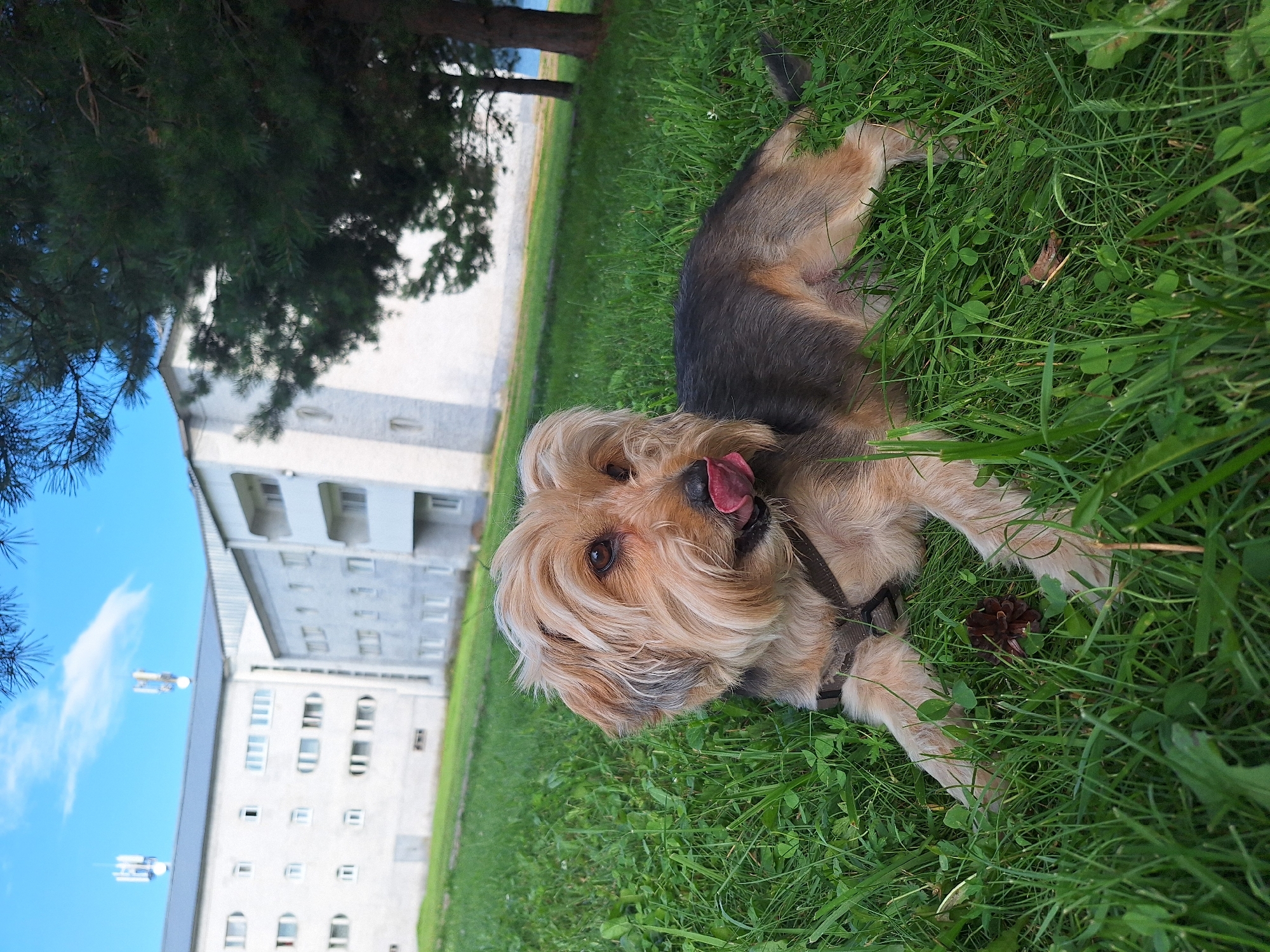 An elderly, light brown and tan mixed-breed dog with a dark grey back is lying on bright green grass in front of a large, white, multi-story building. The dog's tongue is sticking out. In the background, the building has multiple windows and balconies. Two cell towers are visible on the roof of the building. A large pine tree is to the right of the building, with its branches partially obscuring the view of the building. The sky is blue with a few white clouds. The image is taken from a low angle, looking up at the dog and the building. The location is identified as Атамановка, Russia.