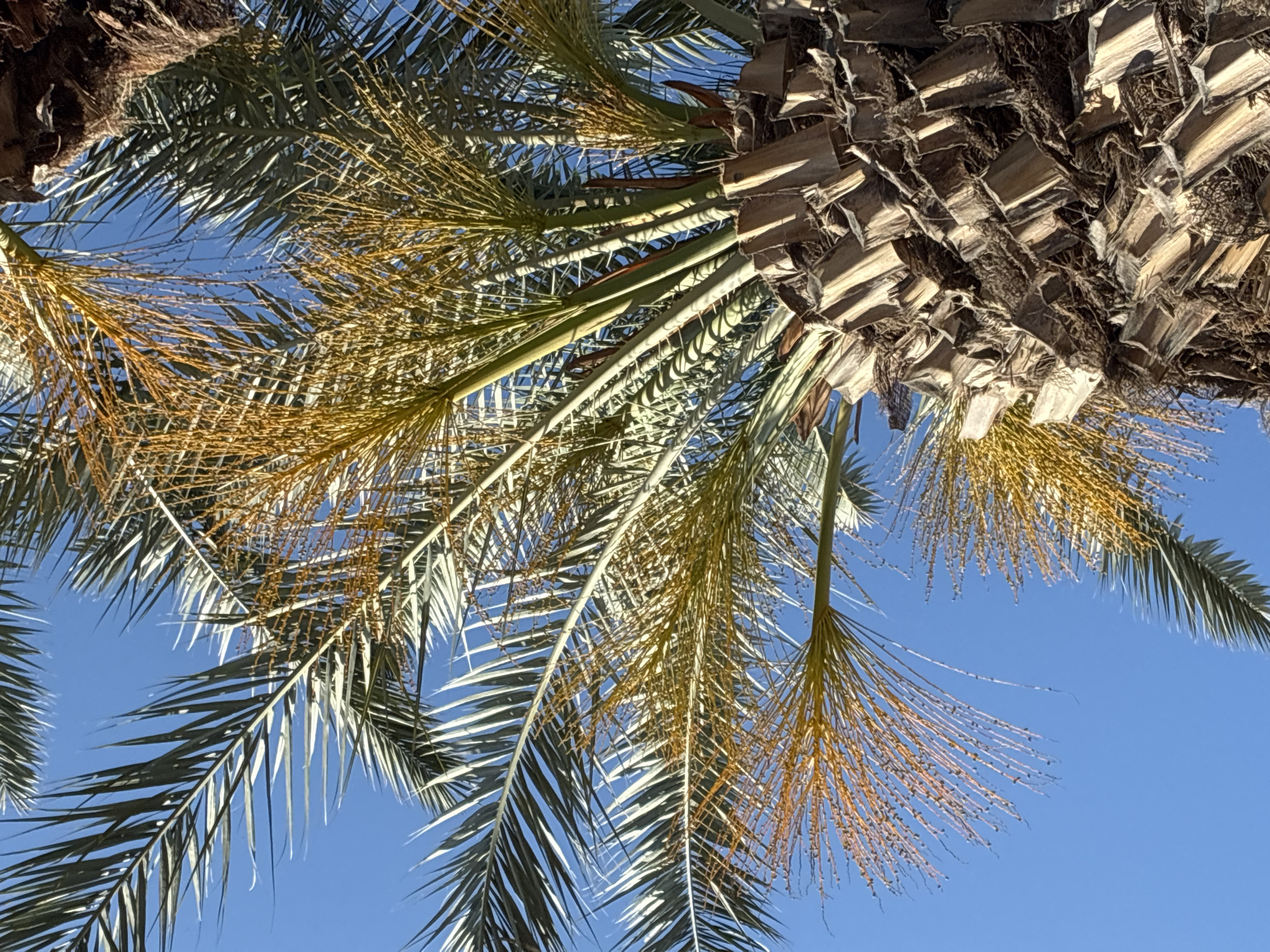 The image presents an upward view into the dense canopy of several palm trees against a clear, vibrant blue sky. The foreground and sides are filled with the rough, crisscross-patterned trunks characteristic of date palms, created by the remnants of old frond bases. Extending from these trunks are numerous long, feathery green fronds, some appearing silvery-green where sunlight reflects off them, while others are in shadow.
Hanging among the fronds are multiple clusters of yellowish-brown, delicate stalks, which appear to be either inflorescences (flowers) or developing fruit, such as unripe dates. The bright, uniform blue of the sky indicates a sunny day with no clouds. The lighting is strong, suggesting either morning or afternoon sun directly overhead. There are no people, visible activities, or discernible text in the photograph. The scene evokes a warm, tropical, or Mediterranean atmosphere, consistent with the provided location context of Alanya, Turkey.