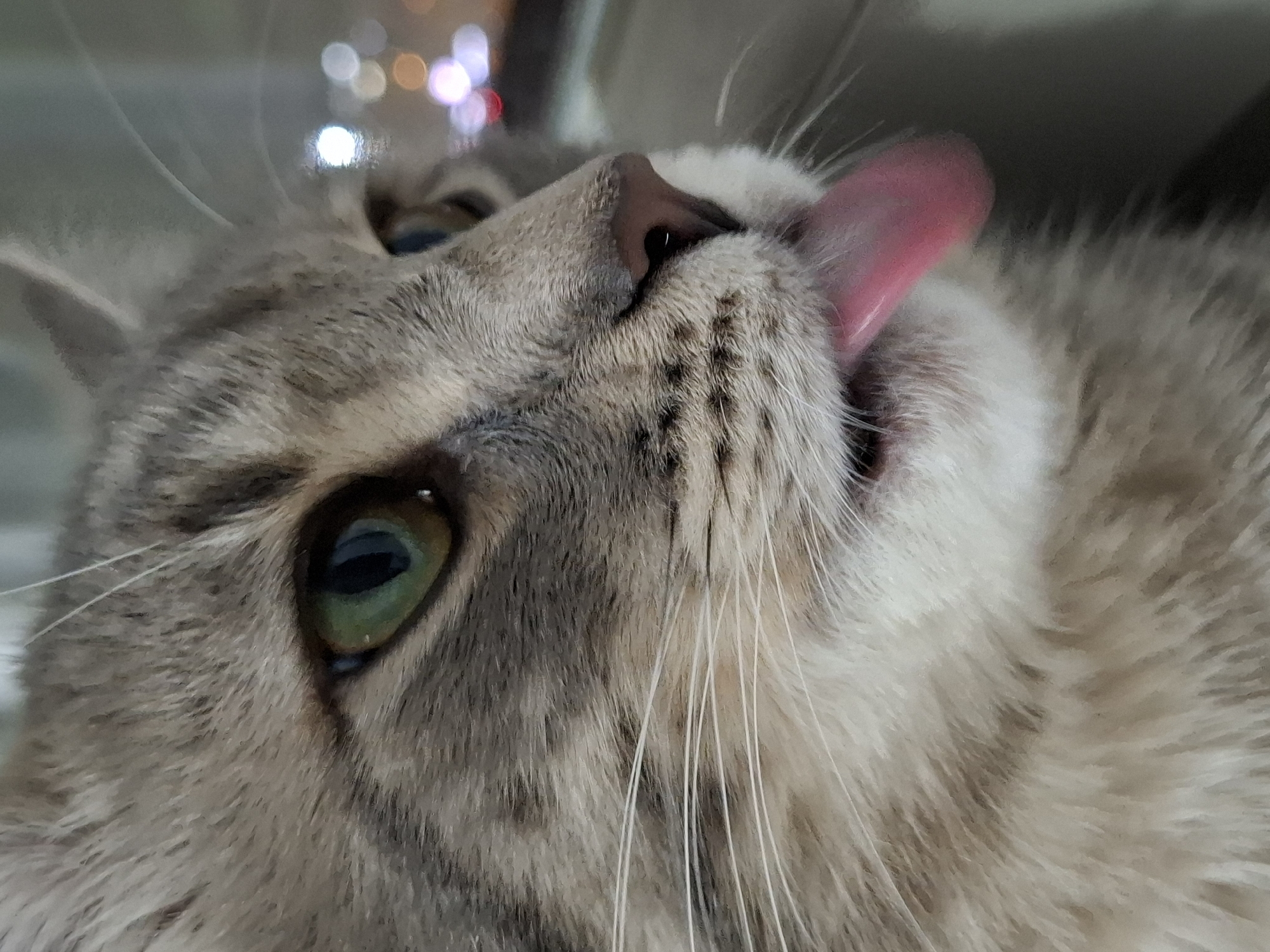 Close-up view of a light grey tabby cat with green eyes and a pink nose, lying on its back with its tongue sticking out. The cat's whiskers are visible, and there is blurred lighting in the background, possibly from a window. The location is possibly Novi Sad, Serbia, but there is no visible information in the picture that definitively states the location. The cat is the main subject and the action is the cat licking its lips.