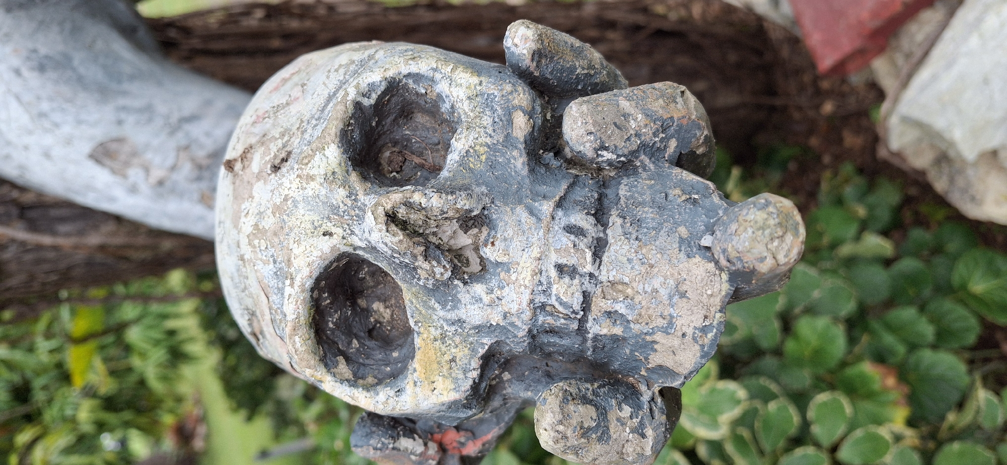 The image shows a close-up of a weathered, grey and white skull decoration. The skull has dark, hollow eye sockets and appears to be made of a rough material, possibly concrete or stone, with chipping paint. It is positioned in front of a blurred background of green foliage and a tree trunk. The skull is ornate, with what appear to be four small, rounded protrusions on its lower jaw area, resembling teeth or decorative elements. The overall impression is that of an outdoor decorative object. The location is specified as Vallecito, Venezuela.