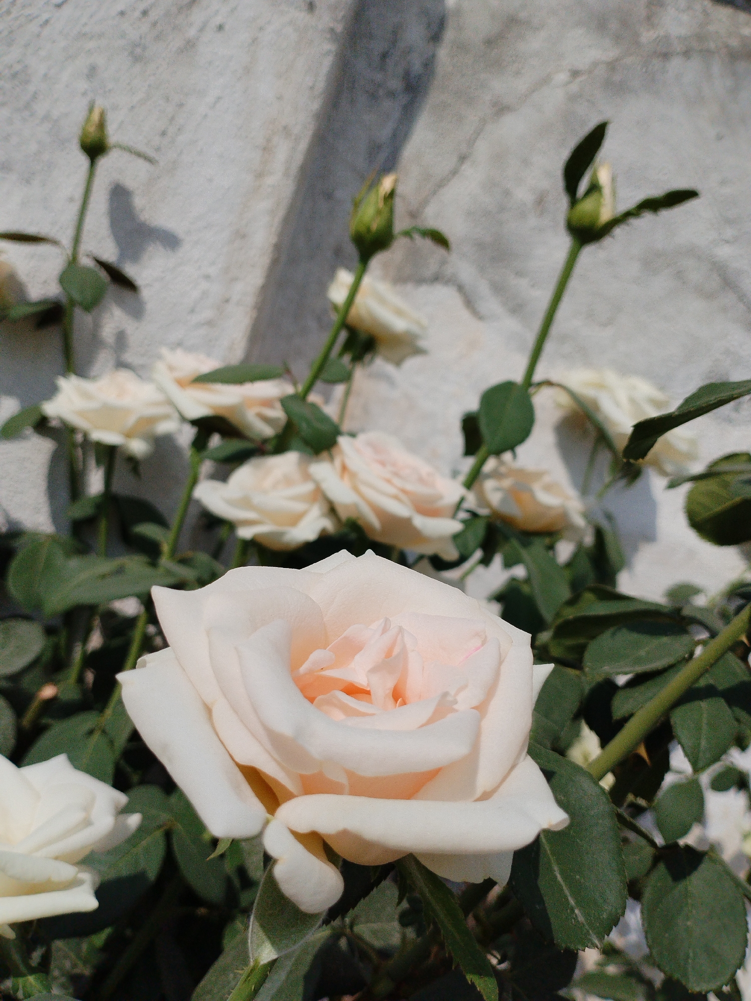 A close-up, eye-level, vertical shot showcases a cluster of light-colored roses blooming against a textured, light gray, concrete wall in Kyzyl-Kyya, Kyrgyzstan. The foreground is dominated by a large, fully bloomed pale pink rose, its delicate petals unfurling in soft light. To the left and further back, another partially opened white rose is visible. Several more white roses and rosebuds are scattered throughout the background, some in sharp focus and others blurred. The roses are surrounded by dark green leaves and stems, with the concrete wall providing a stark, neutral backdrop. The lighting suggests it is daytime, casting faint shadows on the wall.